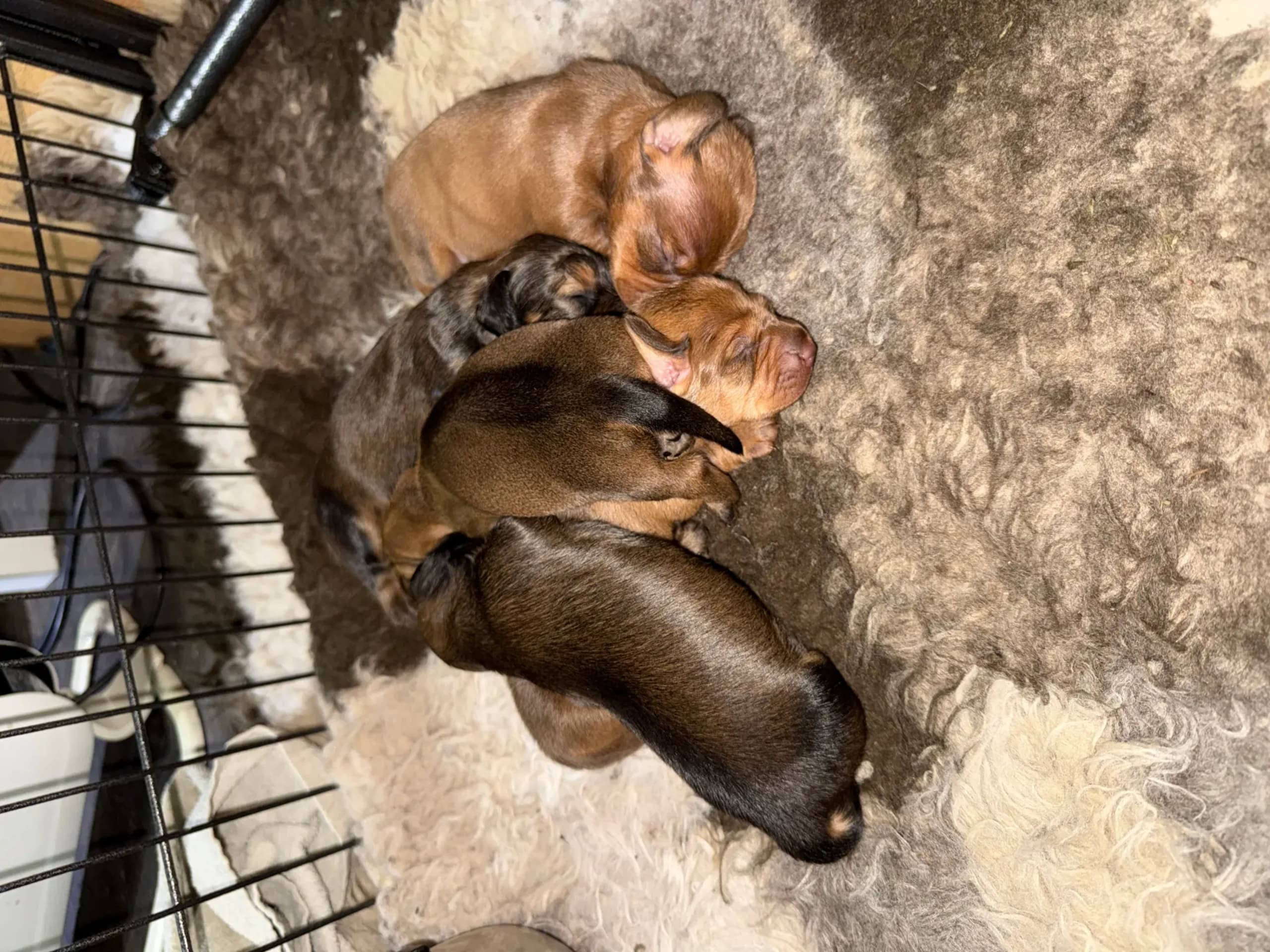 Dachshund · Nordre Frogn · Anita Solberg