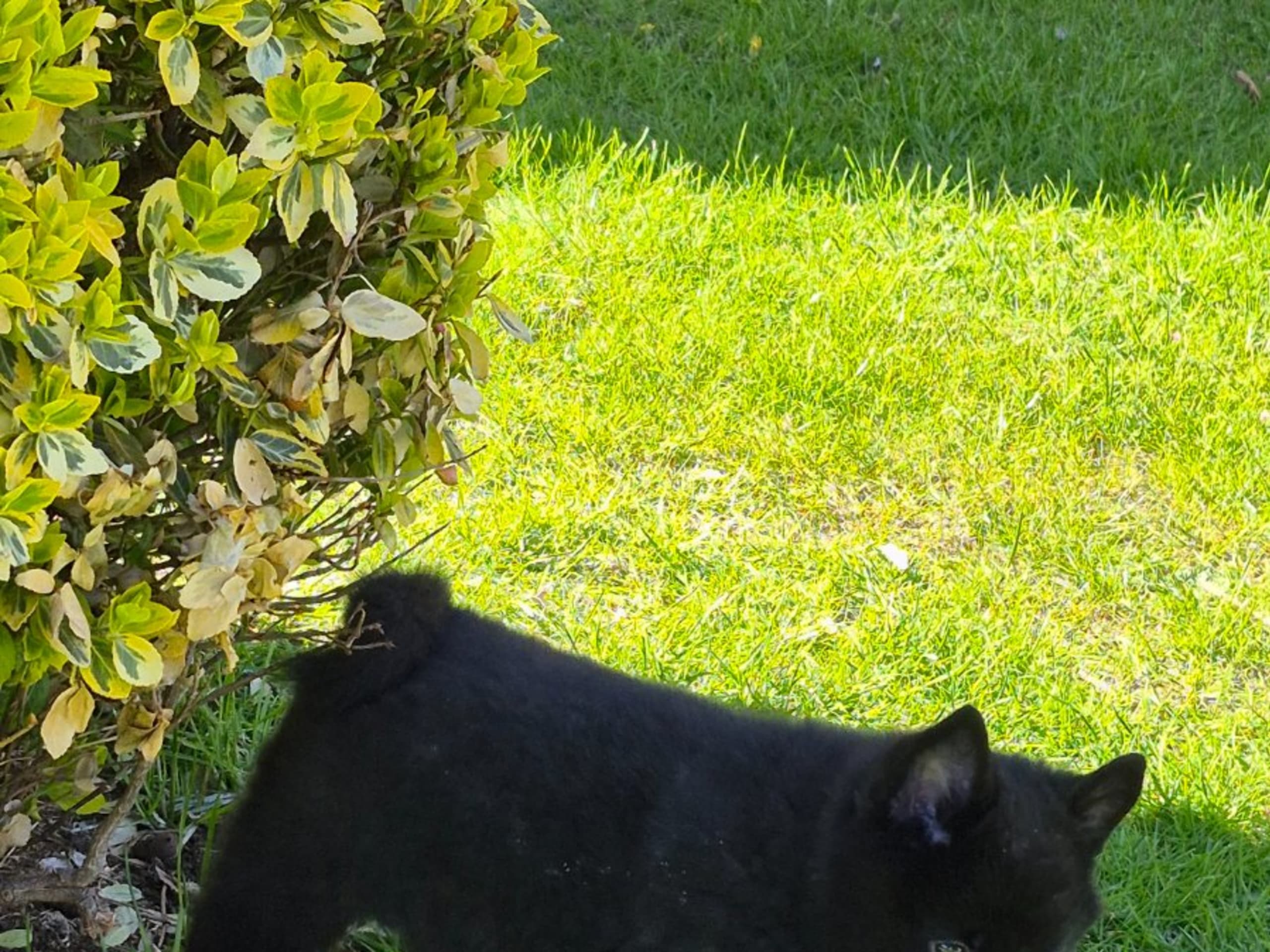 Schipperke · Saxtorp · Lövgrodans kennel