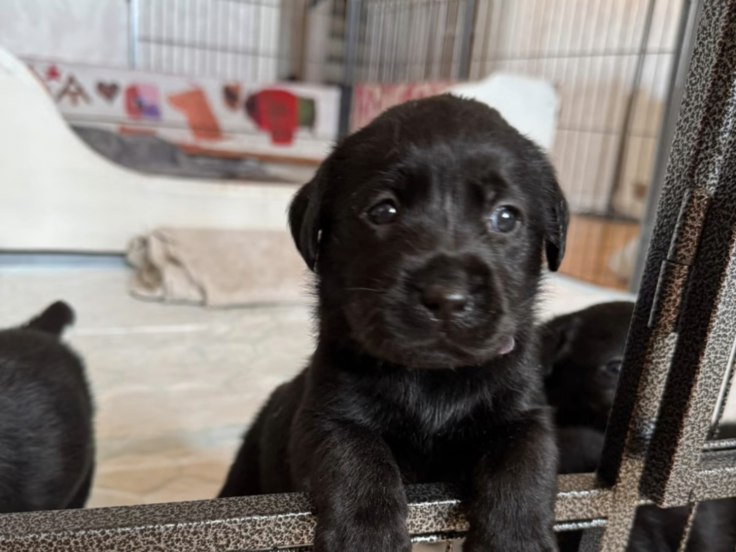 Labrador retriever · Rakkestad · Nina F.