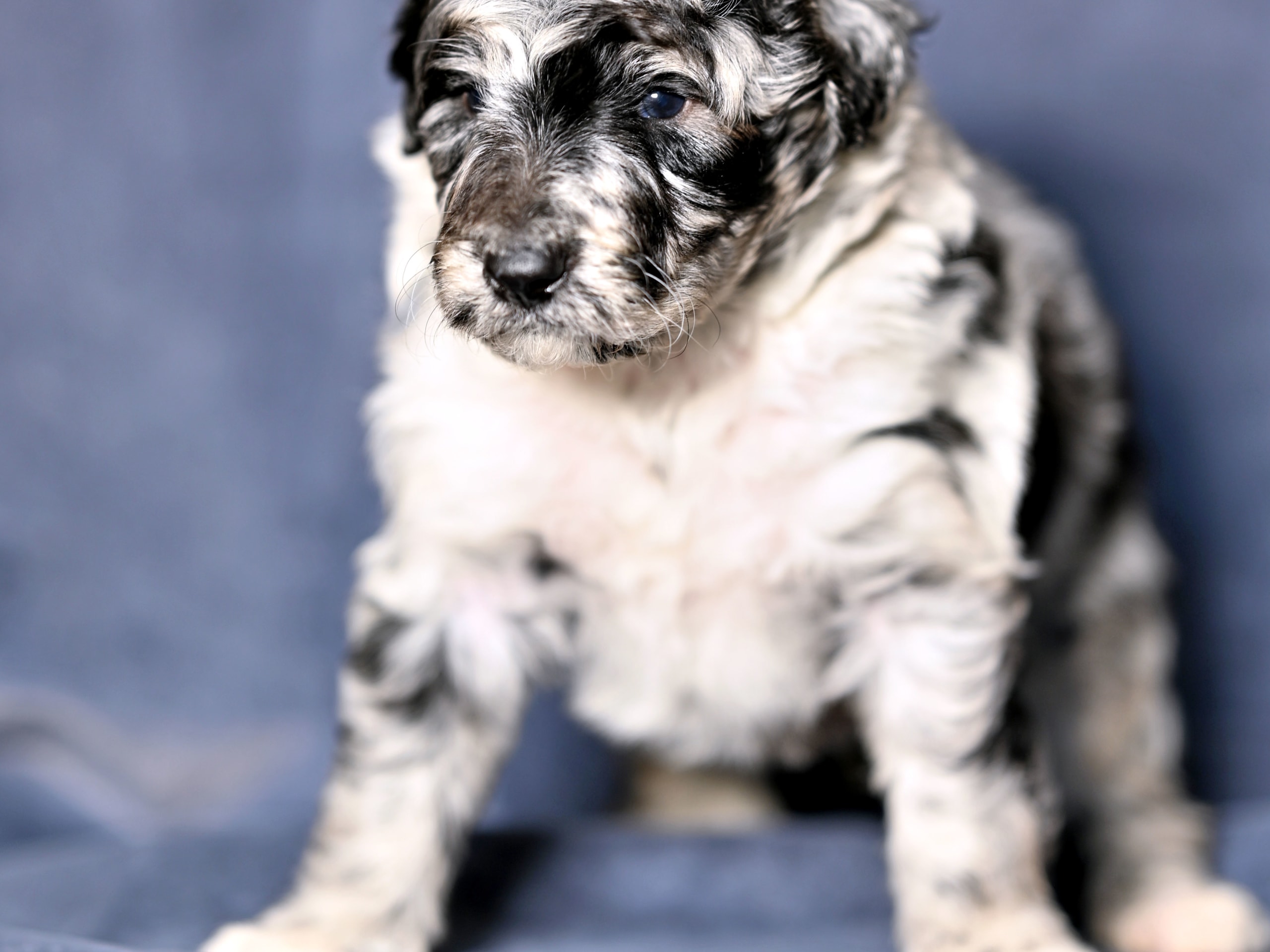 Lolliedoodle Mini - Långhårig Collie / Mellan Pudel · Gårdsjö · Devzdoodle