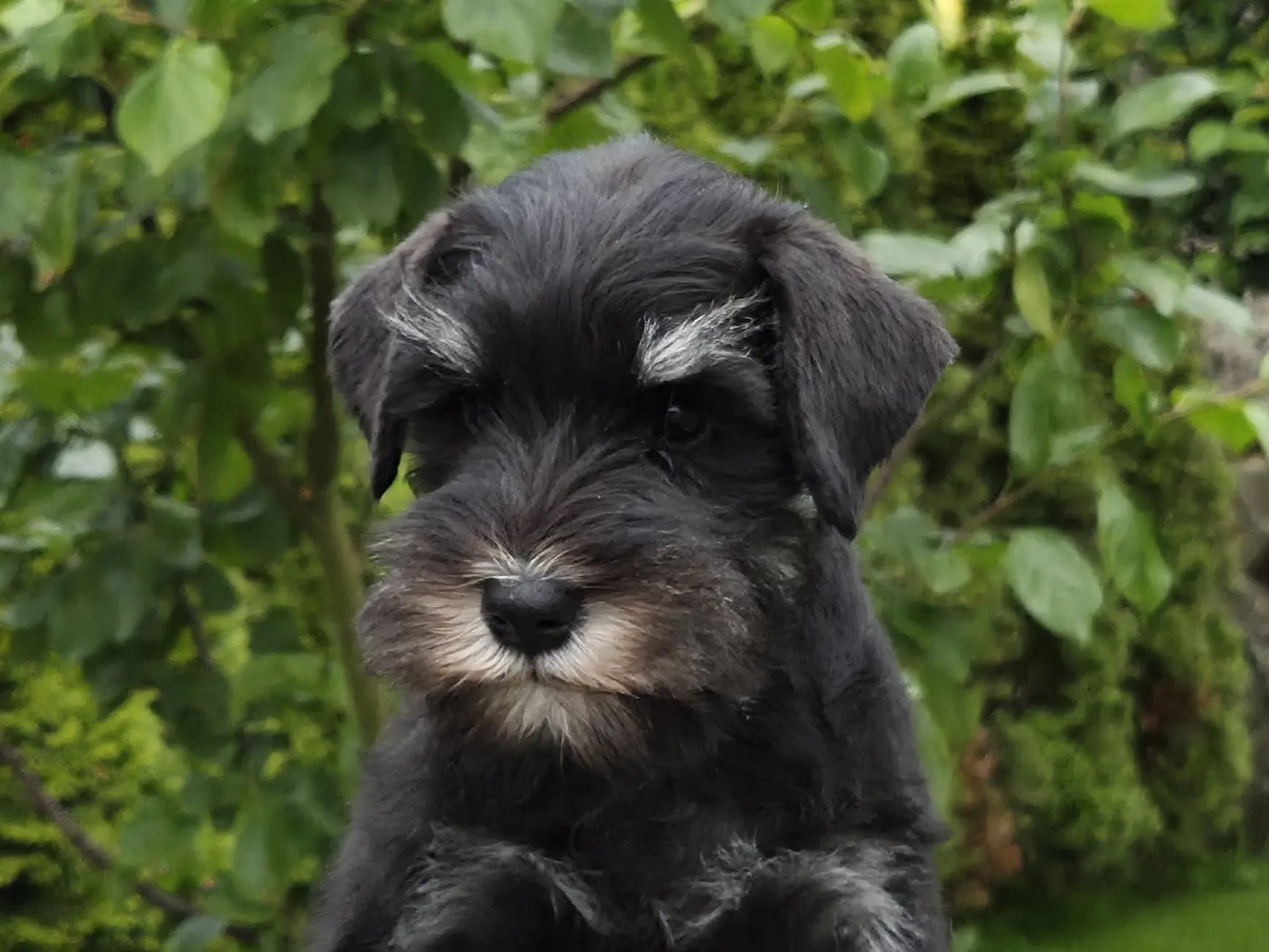Dværgschnauzer · Fitjar · Igor Petrovic