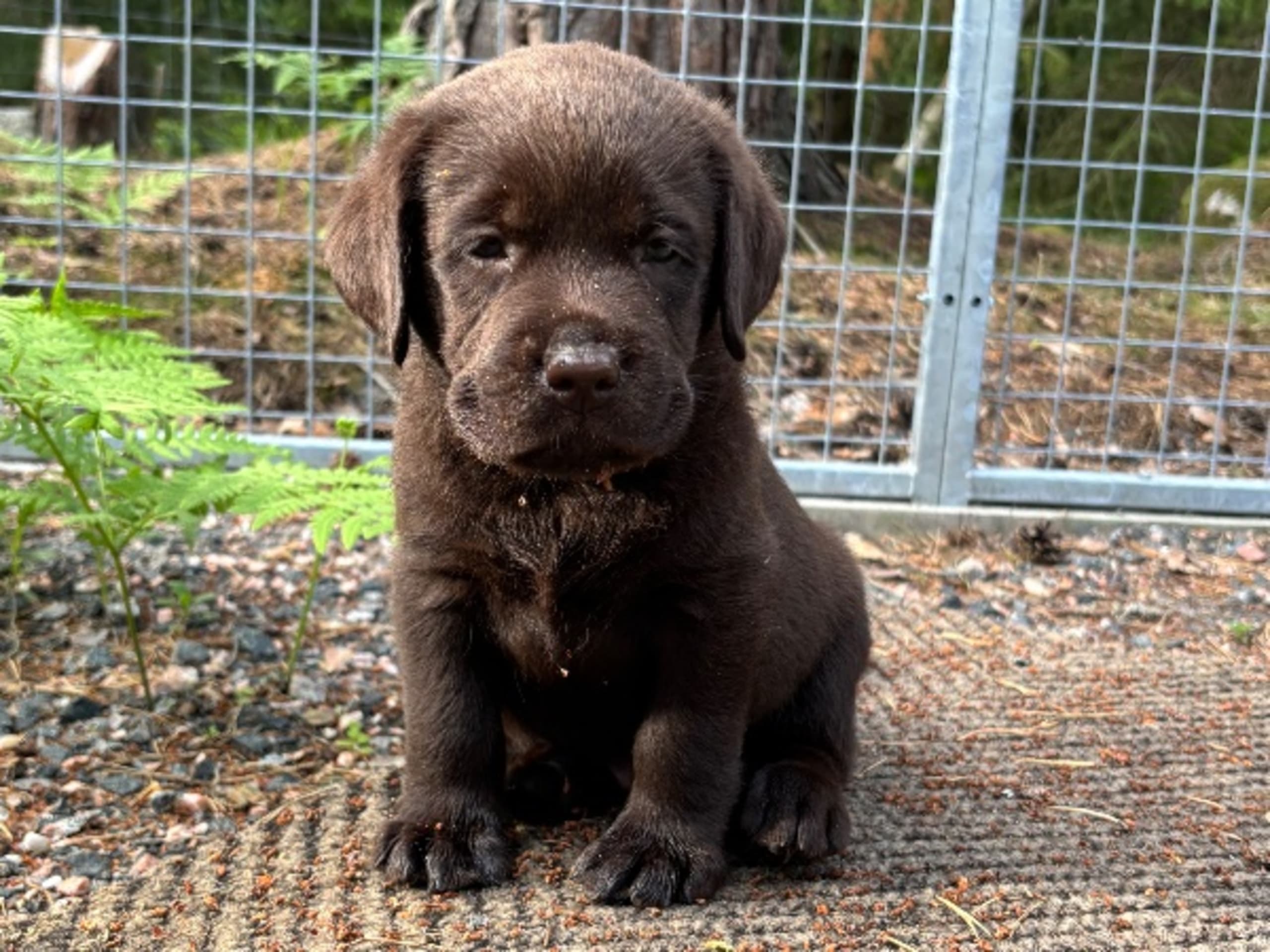 Labrador retriever · Björkvik · Cani Lee