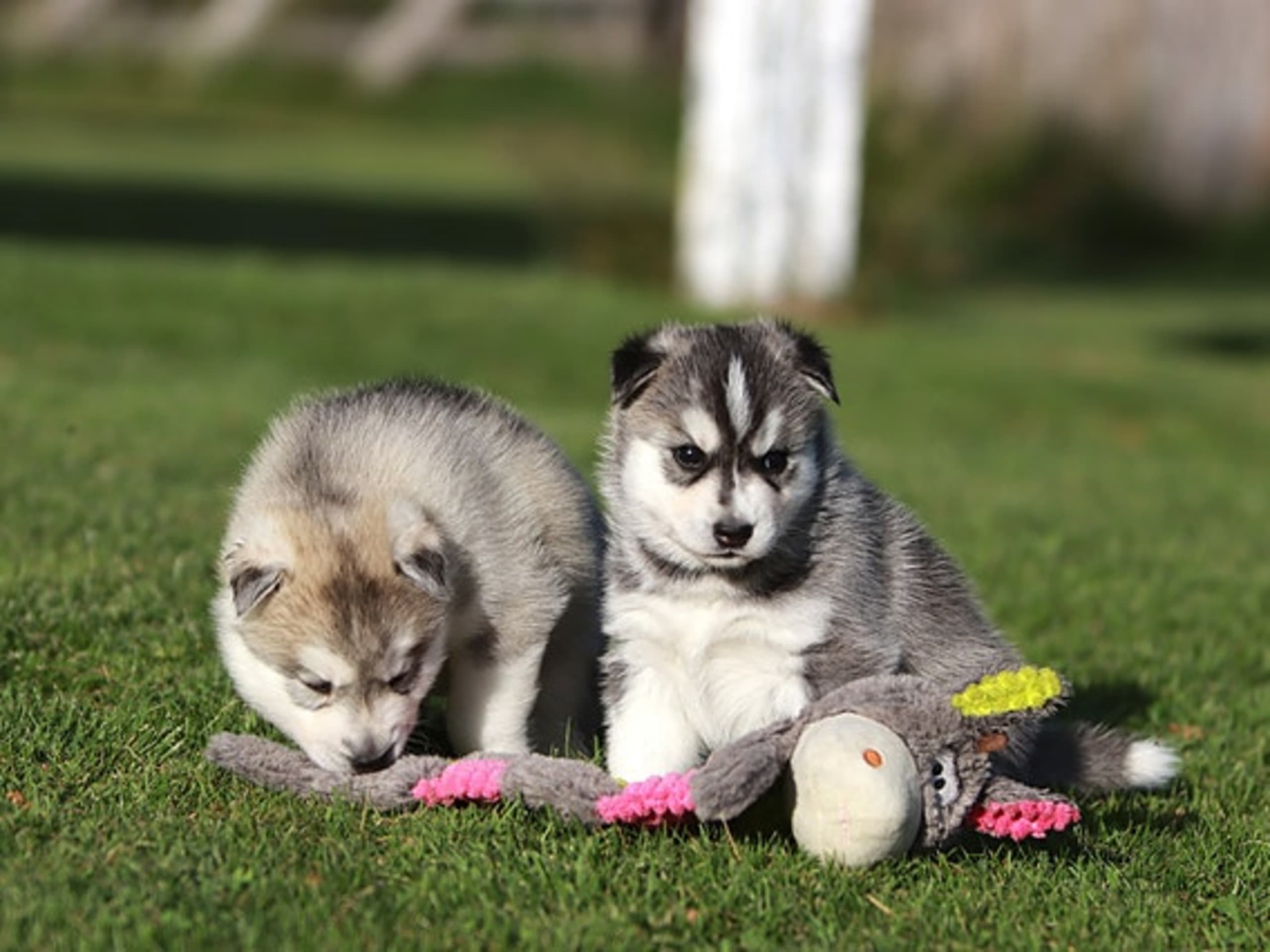 Siberian husky · Sørskogbygda · Joanna Krystyna Ratajczak