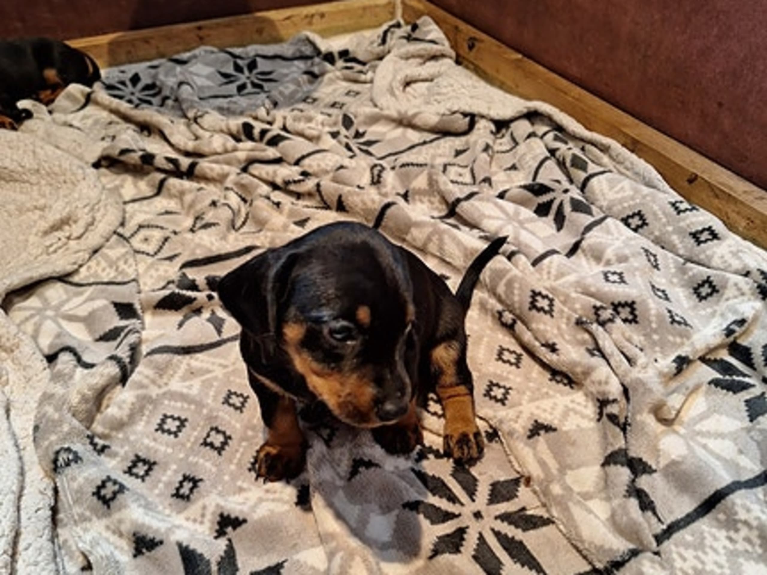Dachshund · Helle · Rune Rasmussen