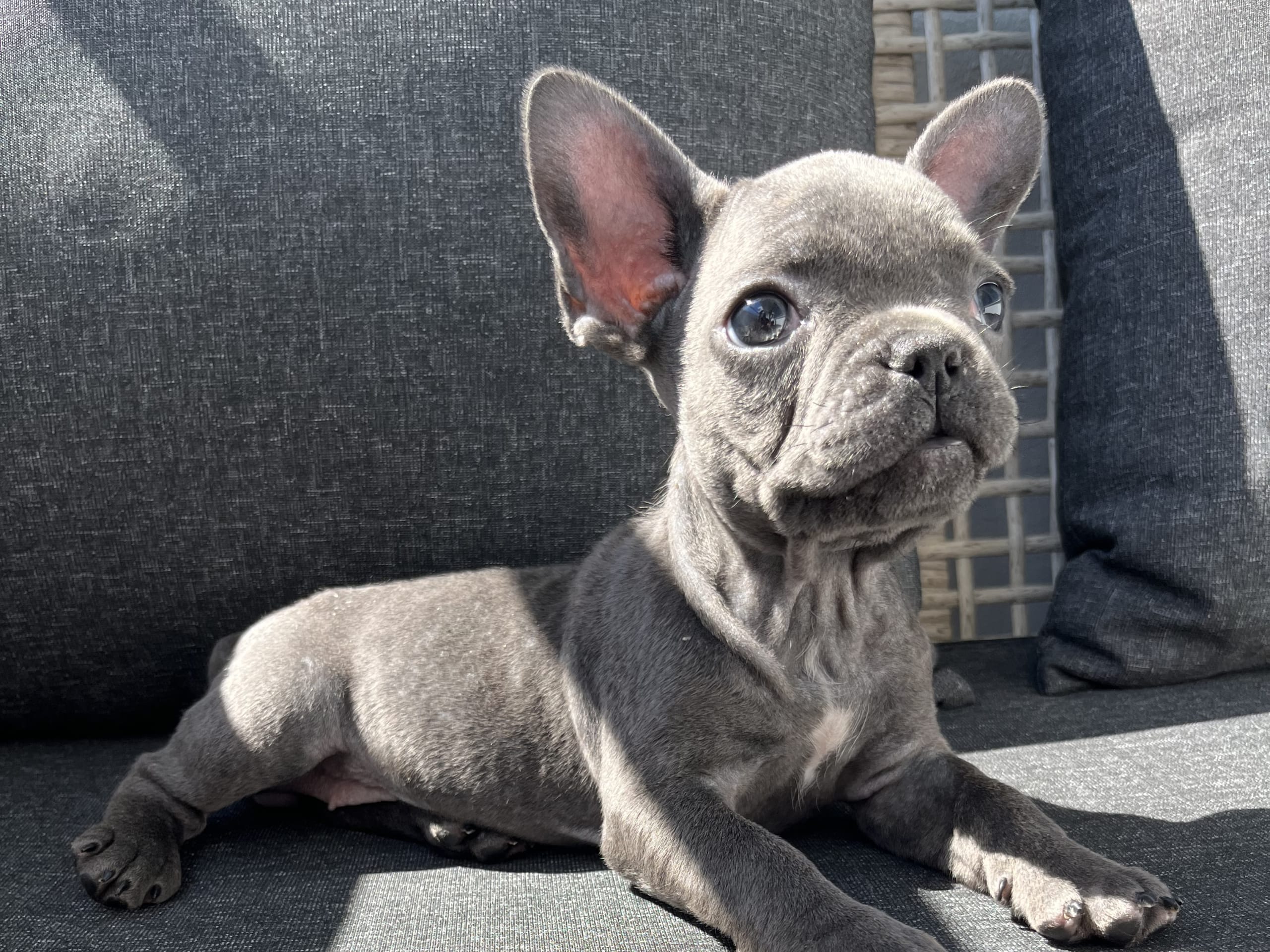 French Bulldog · Norrköping · Emiras frallor