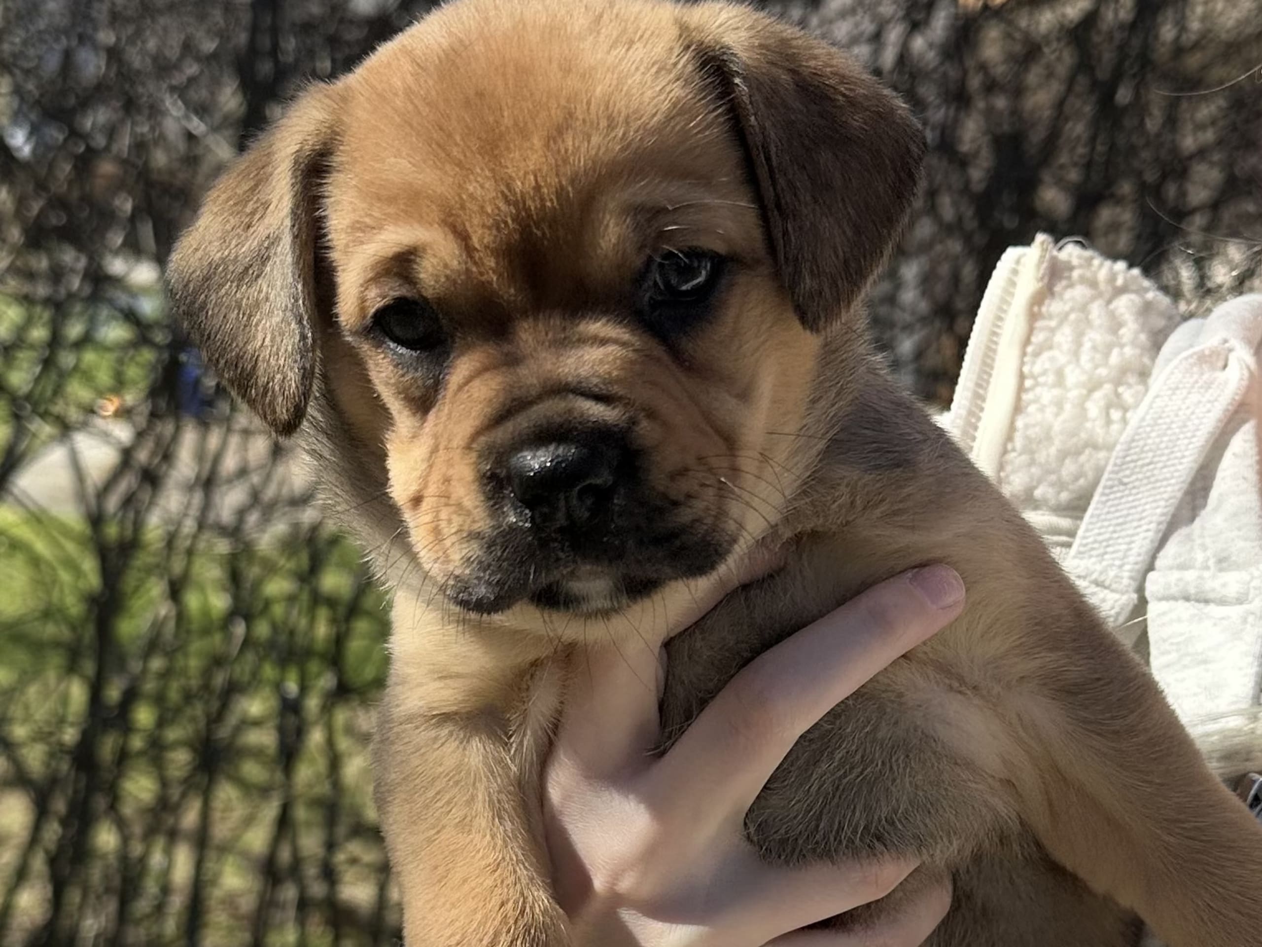 Fransk bulldog och Australiensisk Sheperd · Karlstad · Mia A.