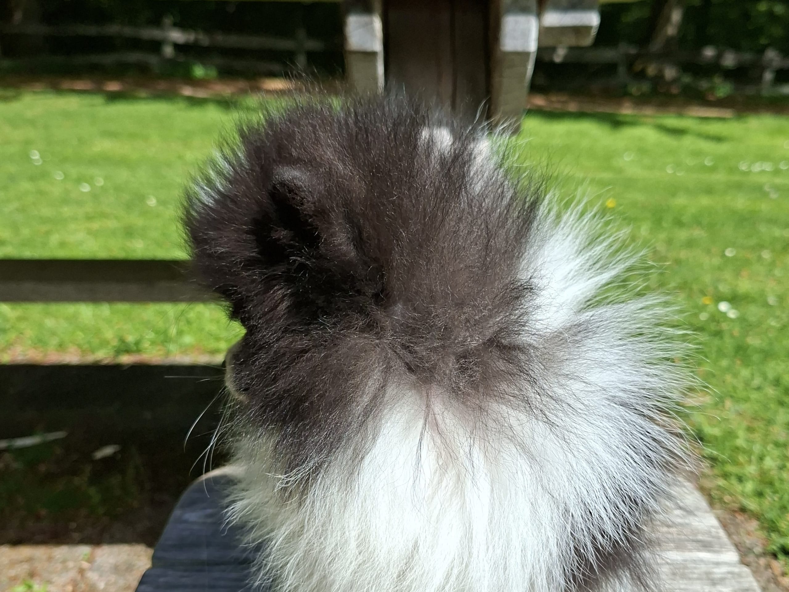 Pomeranian · Tyringe · Bodil N.