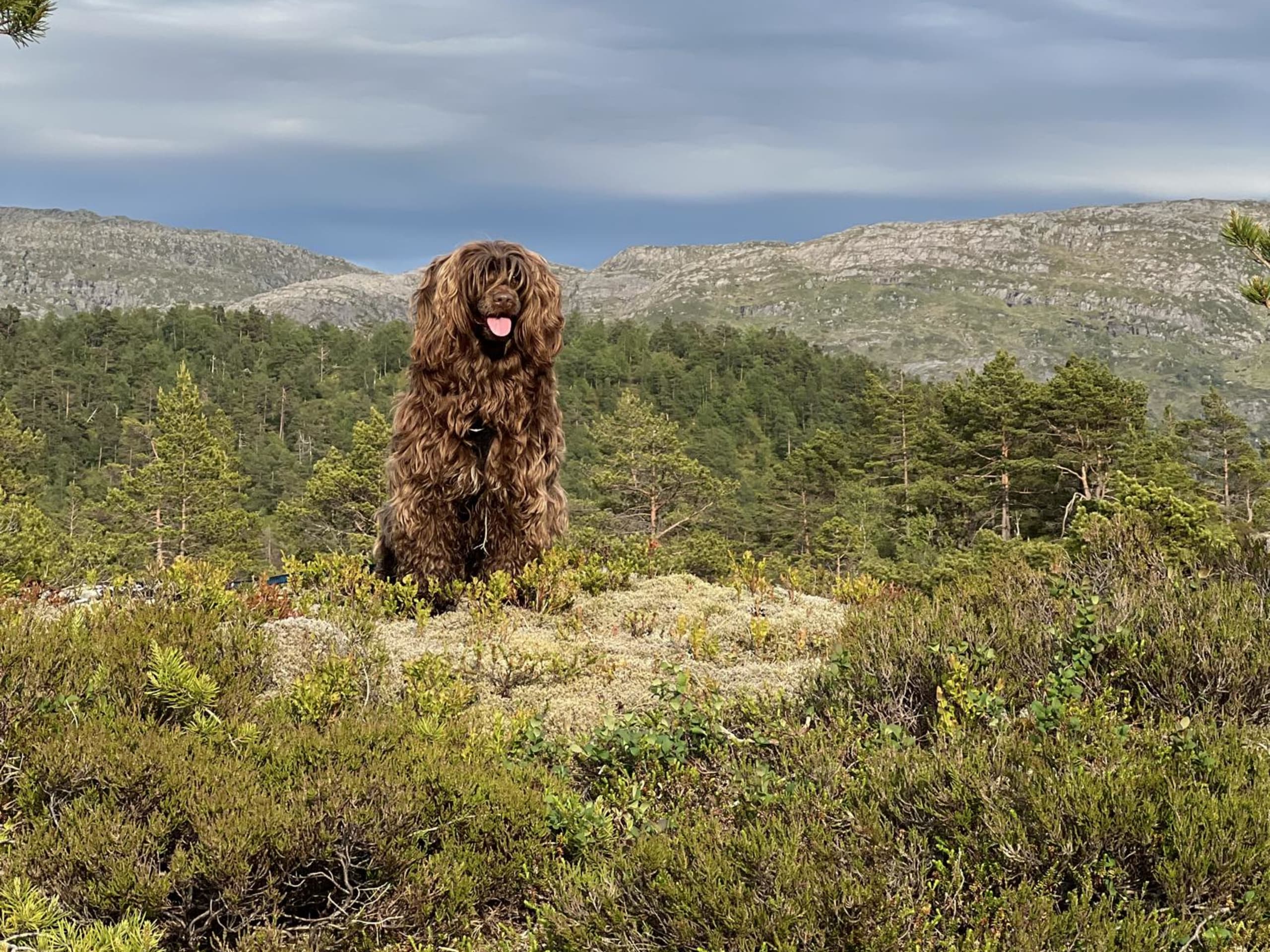 Portugisisk vannhund · Bergen · Eva C.