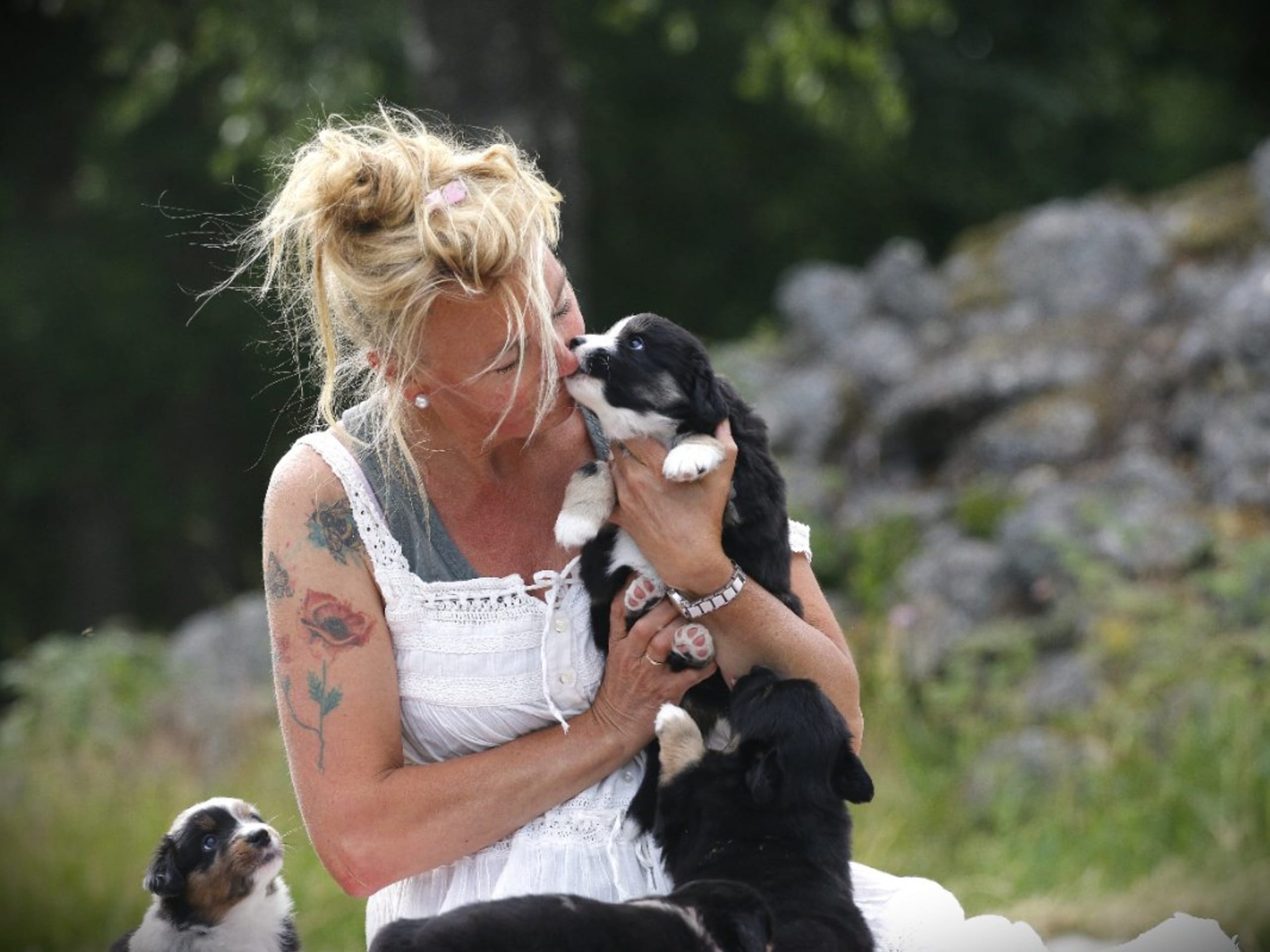 Miniature american shepherd · Hjo · Amazing Sun Fairy