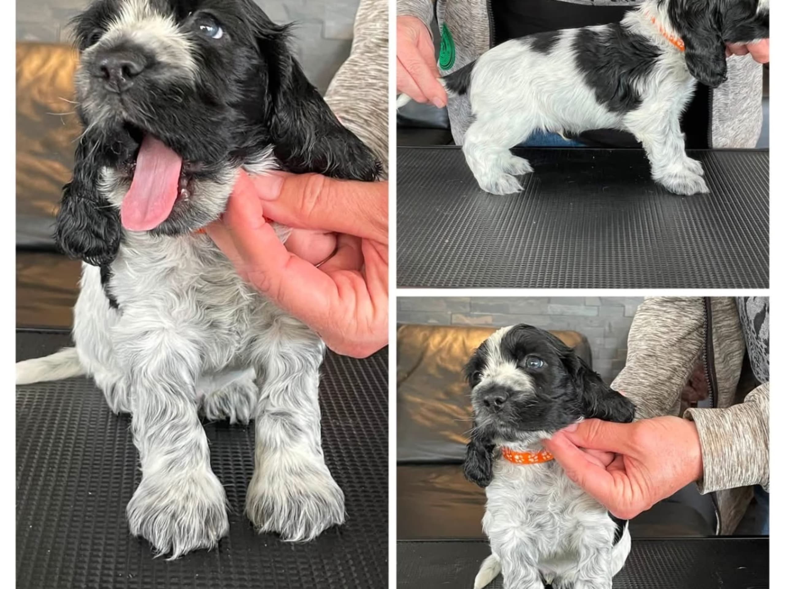 Cocker spaniel · Fotskäl · Afrodias