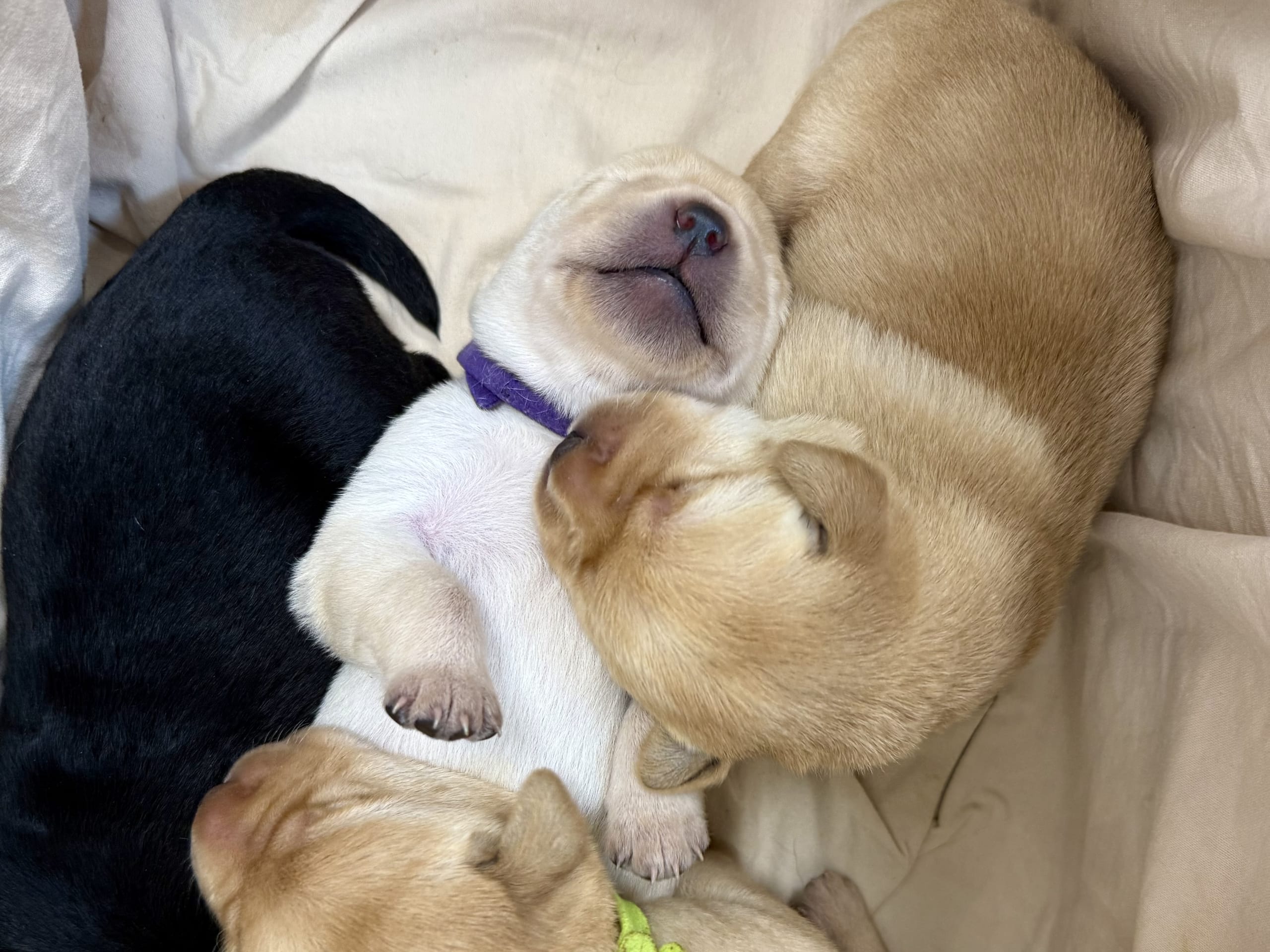 Labrador Retriever · Svärtinge · Blankgölens kennel