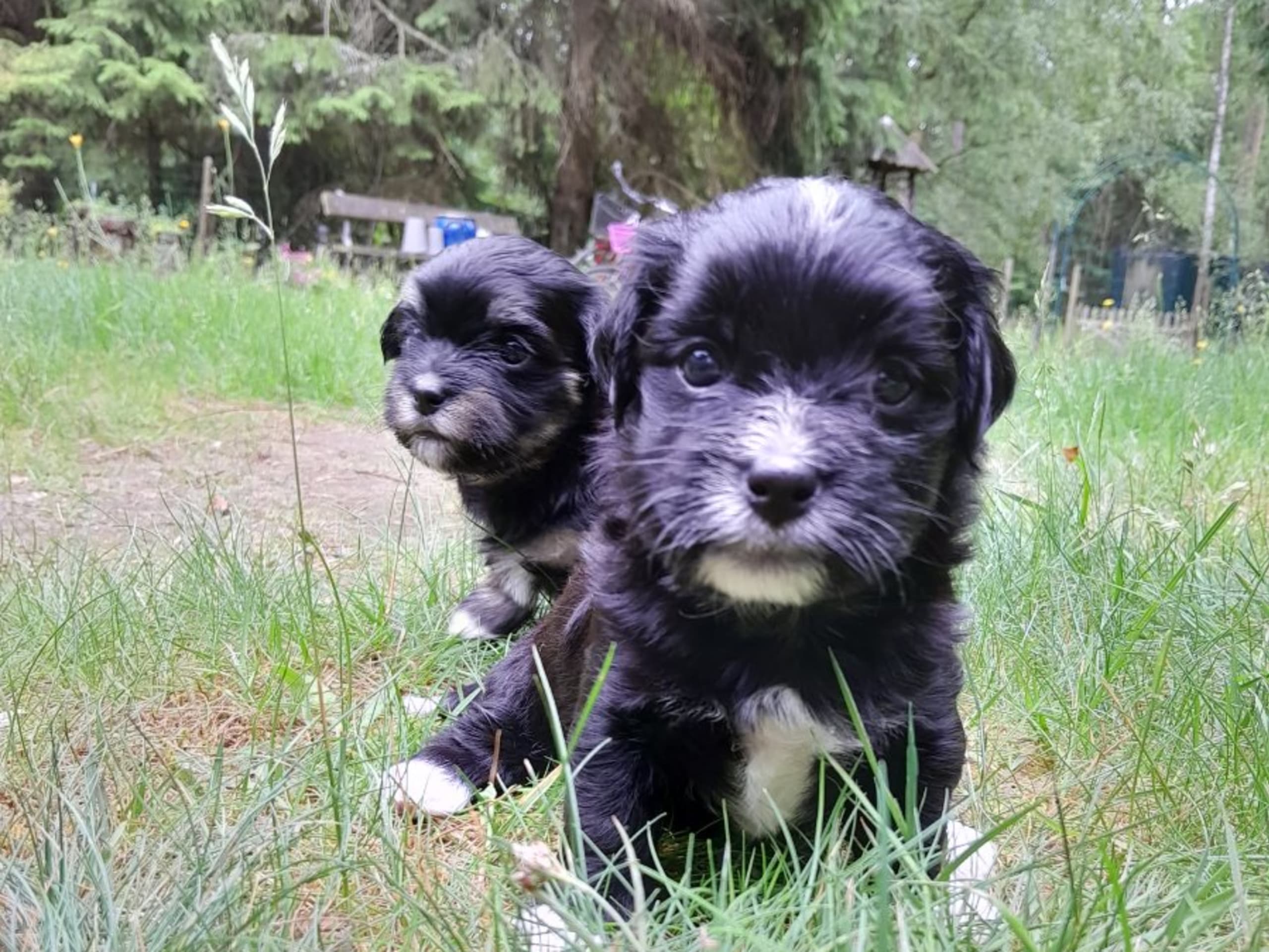 Bichon havanais · Veberöd · Hedbergs Härliga