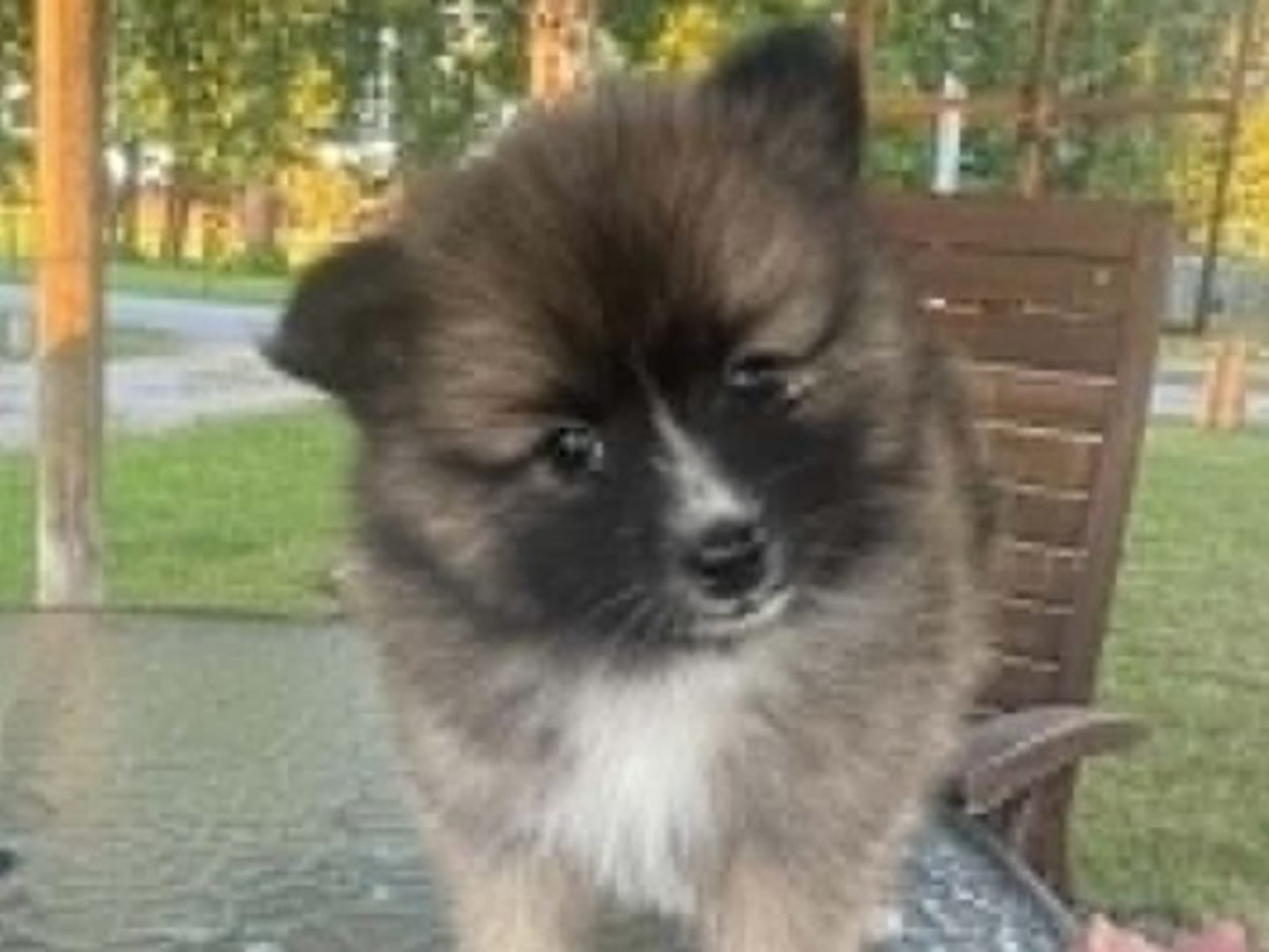 German Spitz – Mittelspitz · Harlösa · Team Draco's