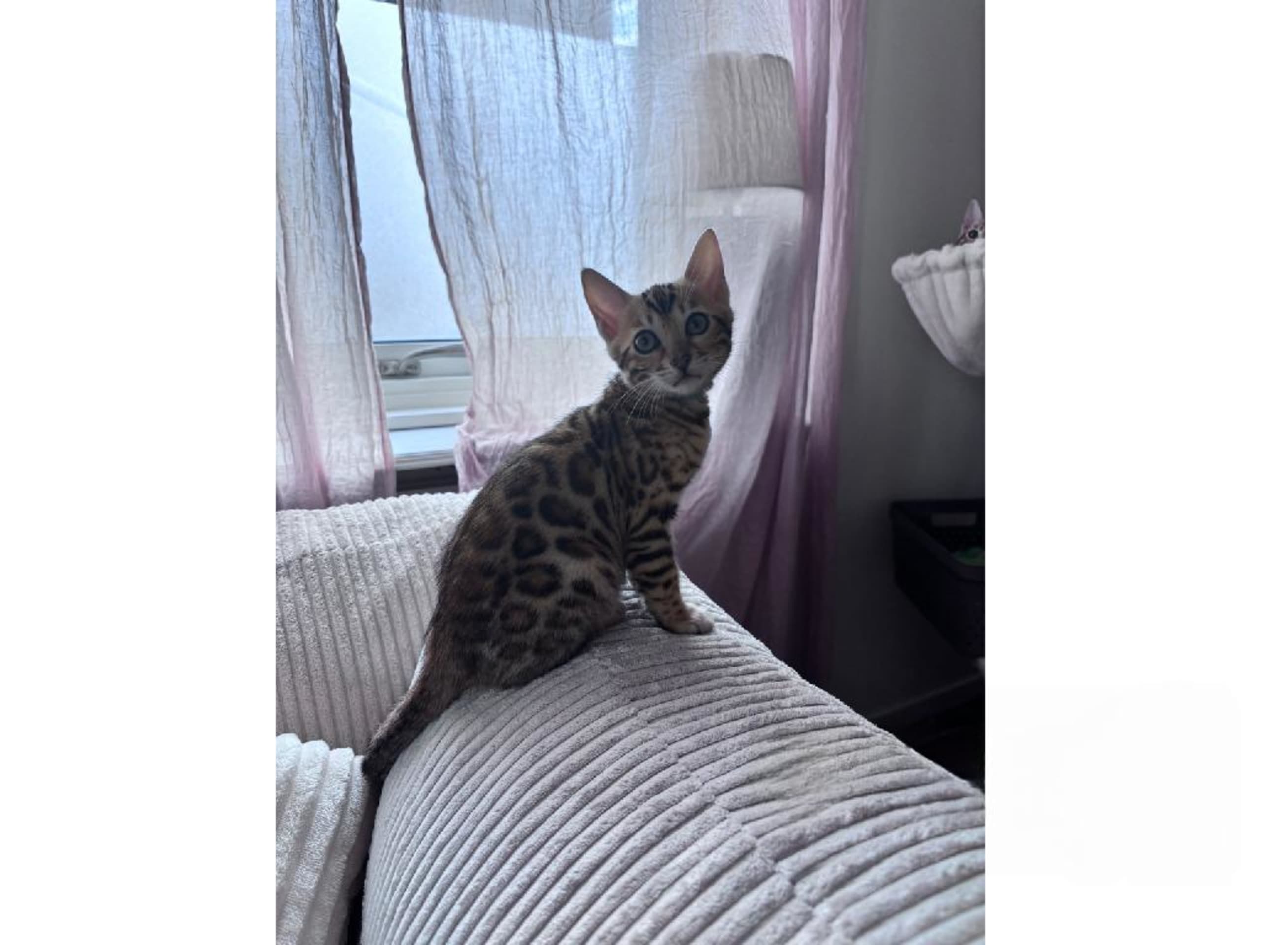 Bengal · Grästorp · SE*Pawspots
