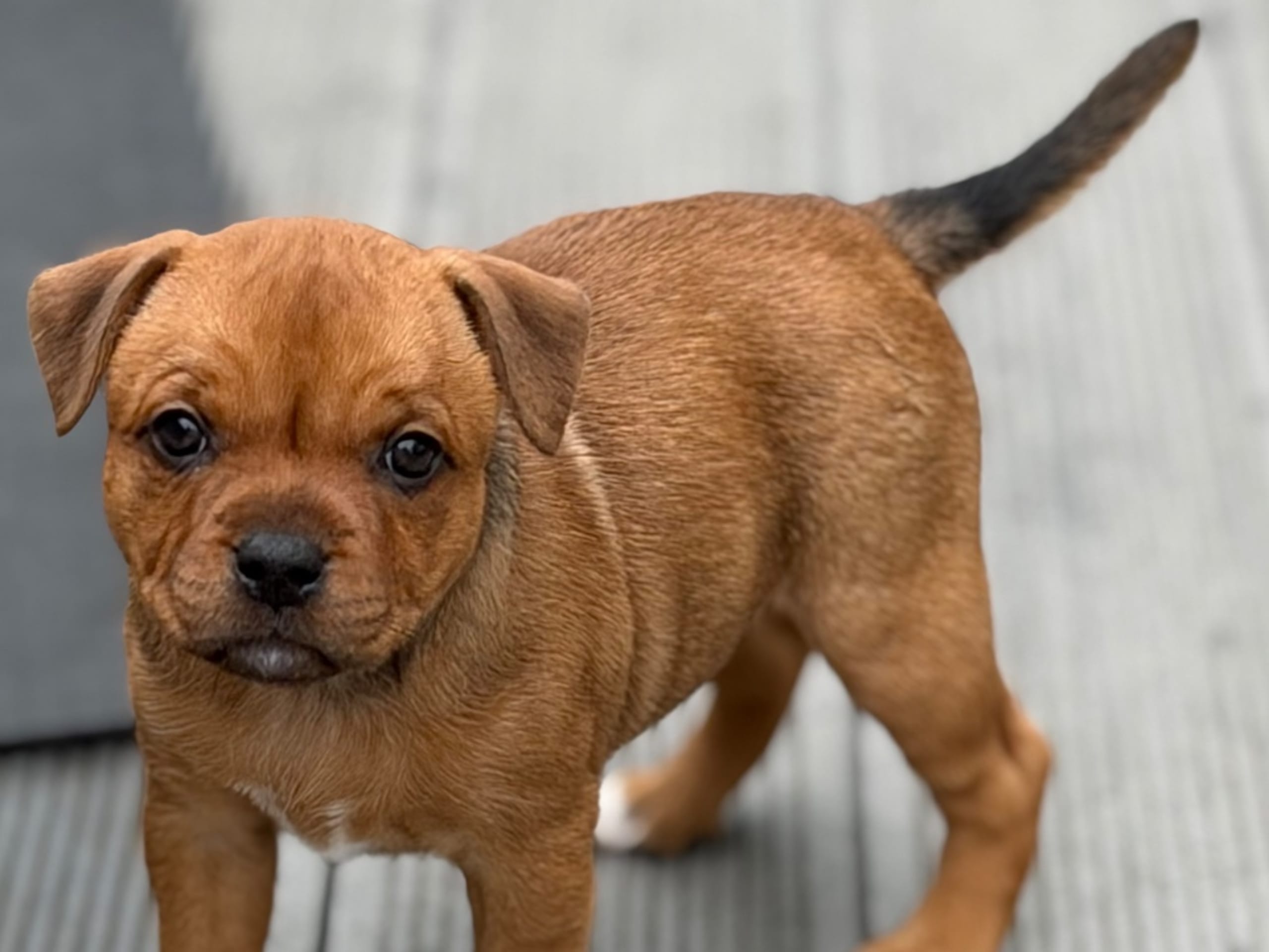 Staffordshire bullterrier · Tyresö · Giwido’s