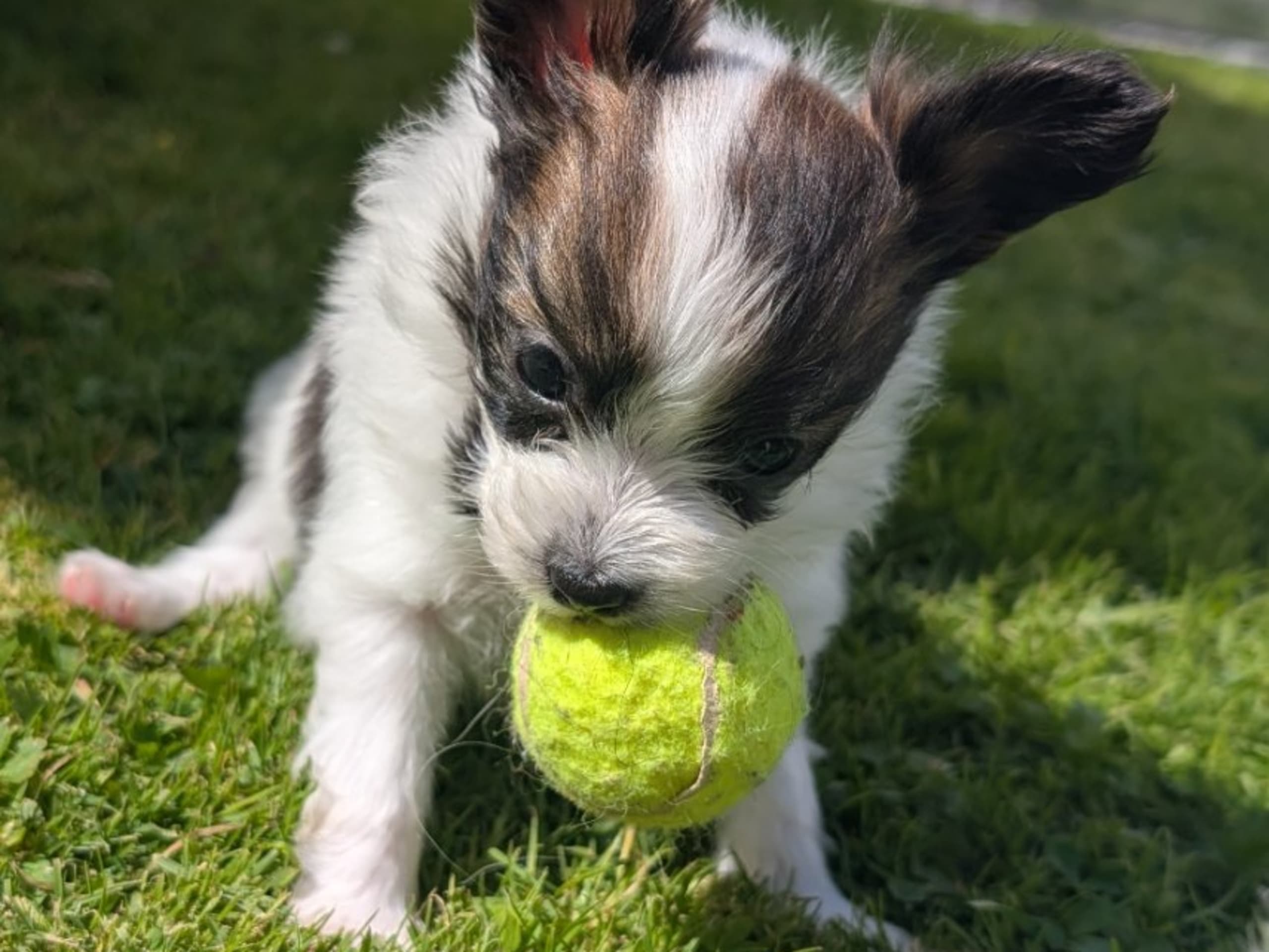 Papillon · Brastad · Bohusklippans