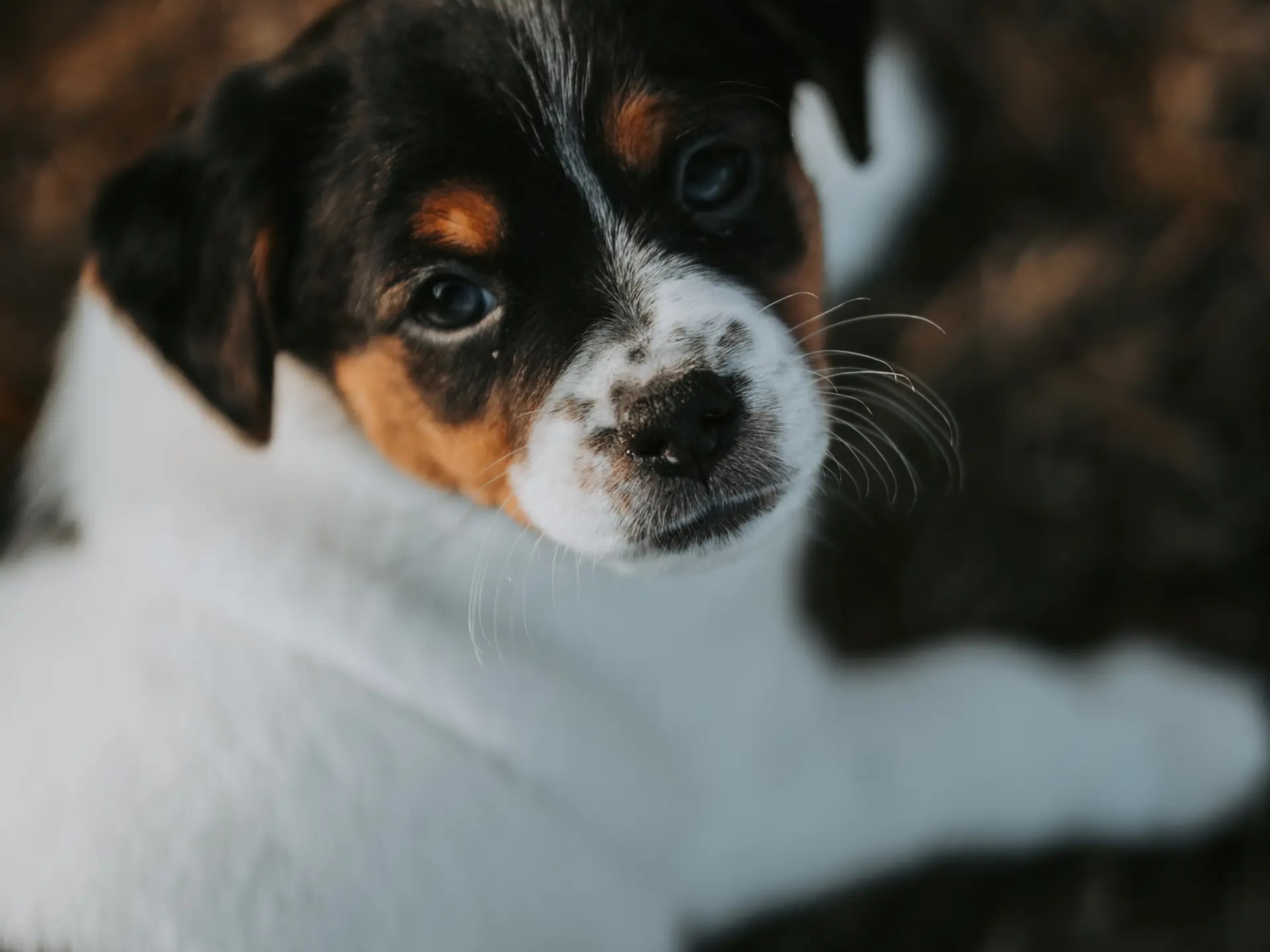 Dansk-svensk gårdhund · Skien · Tina Nicander Nyhaug