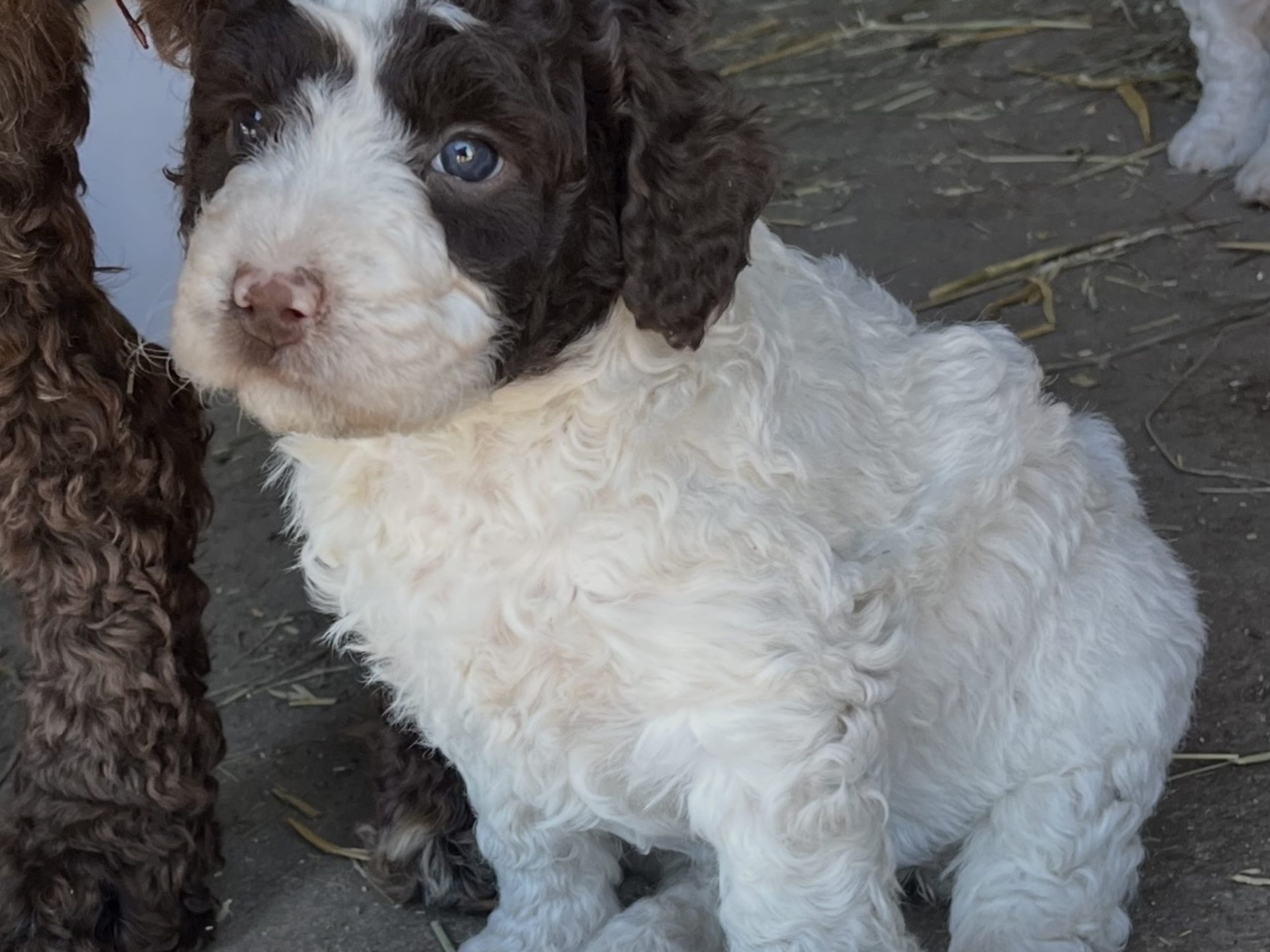 Perro de Agua Español