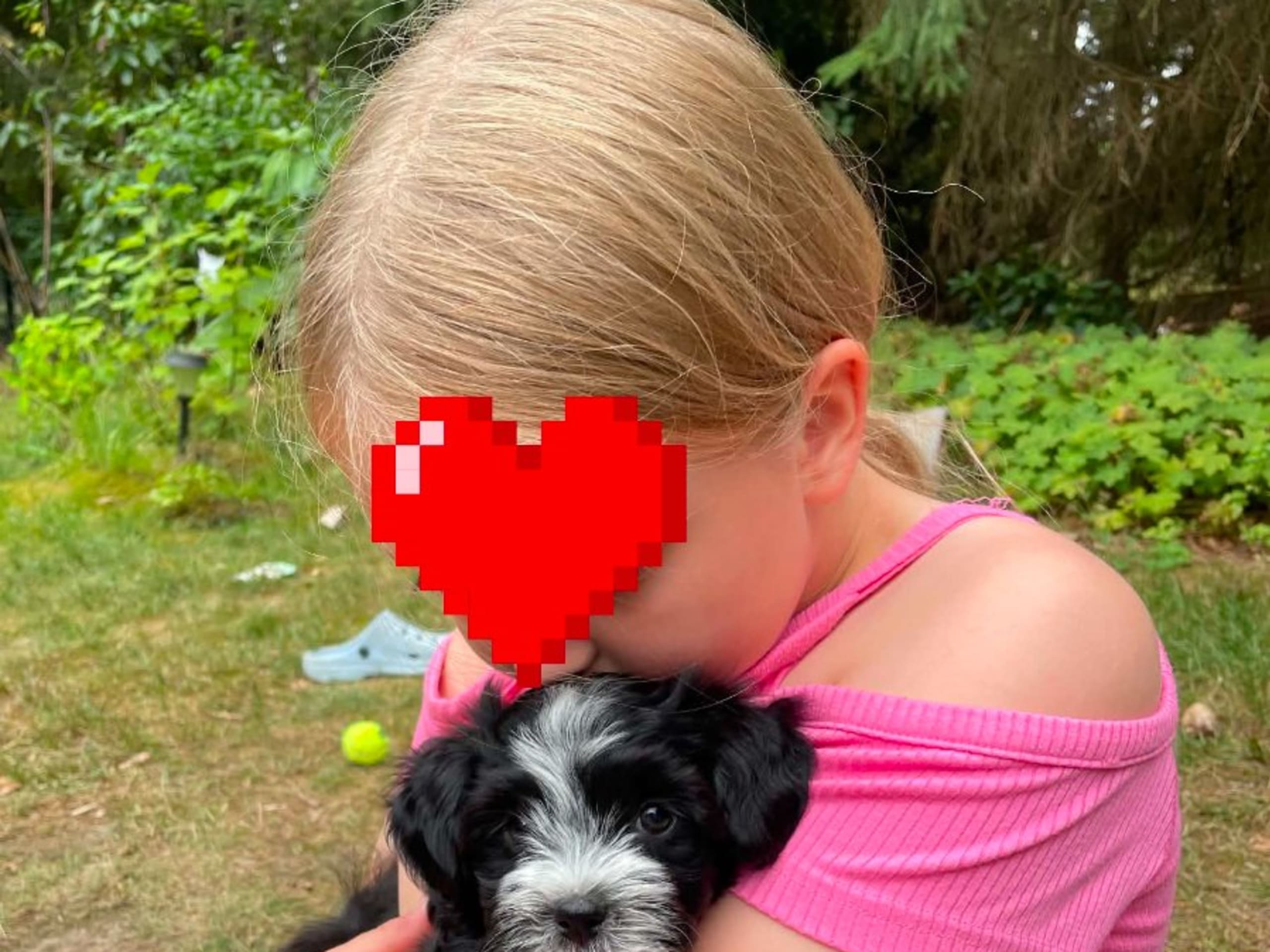Bichon havanais · Veberöd · Hedbergs Härliga