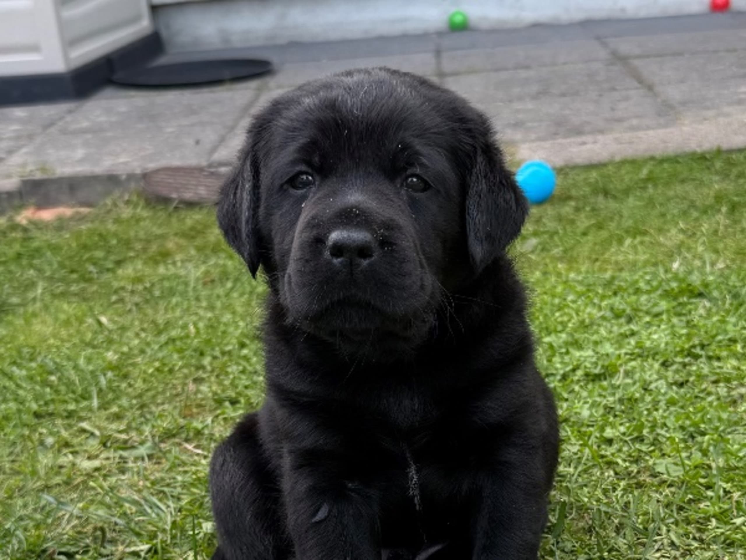 Labrador retriever · Svärtinge · Blankgölens kennel