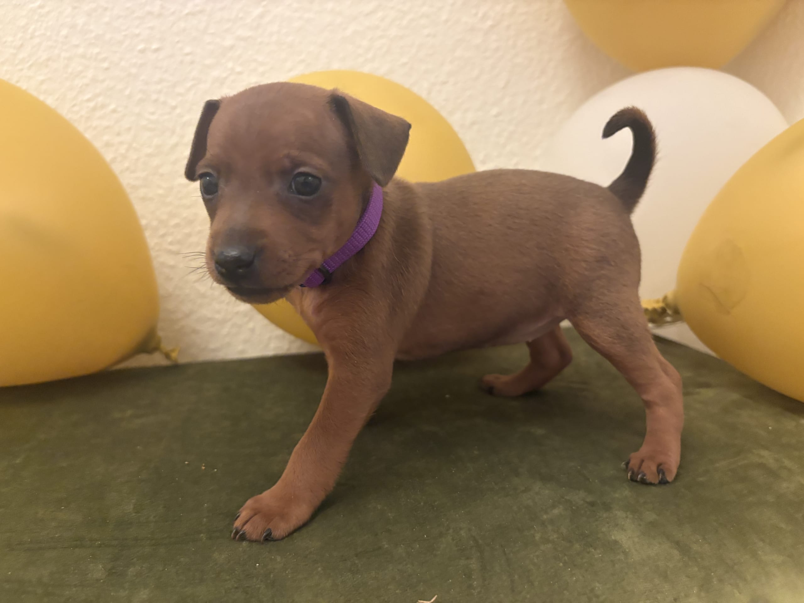Dvergpinscher · Forsheda · Dvärgpinscher