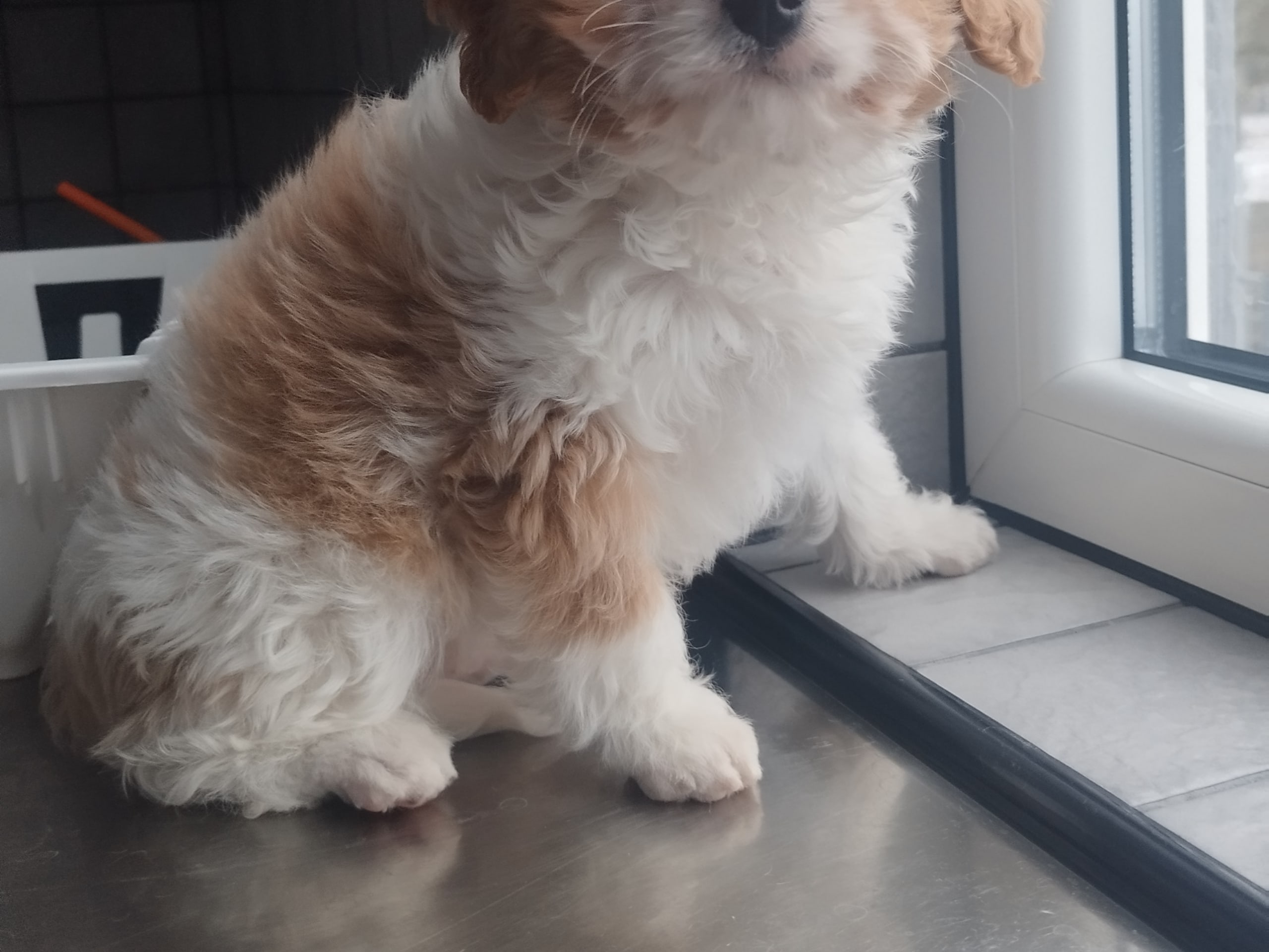 Hjortkvarns Cavapoo