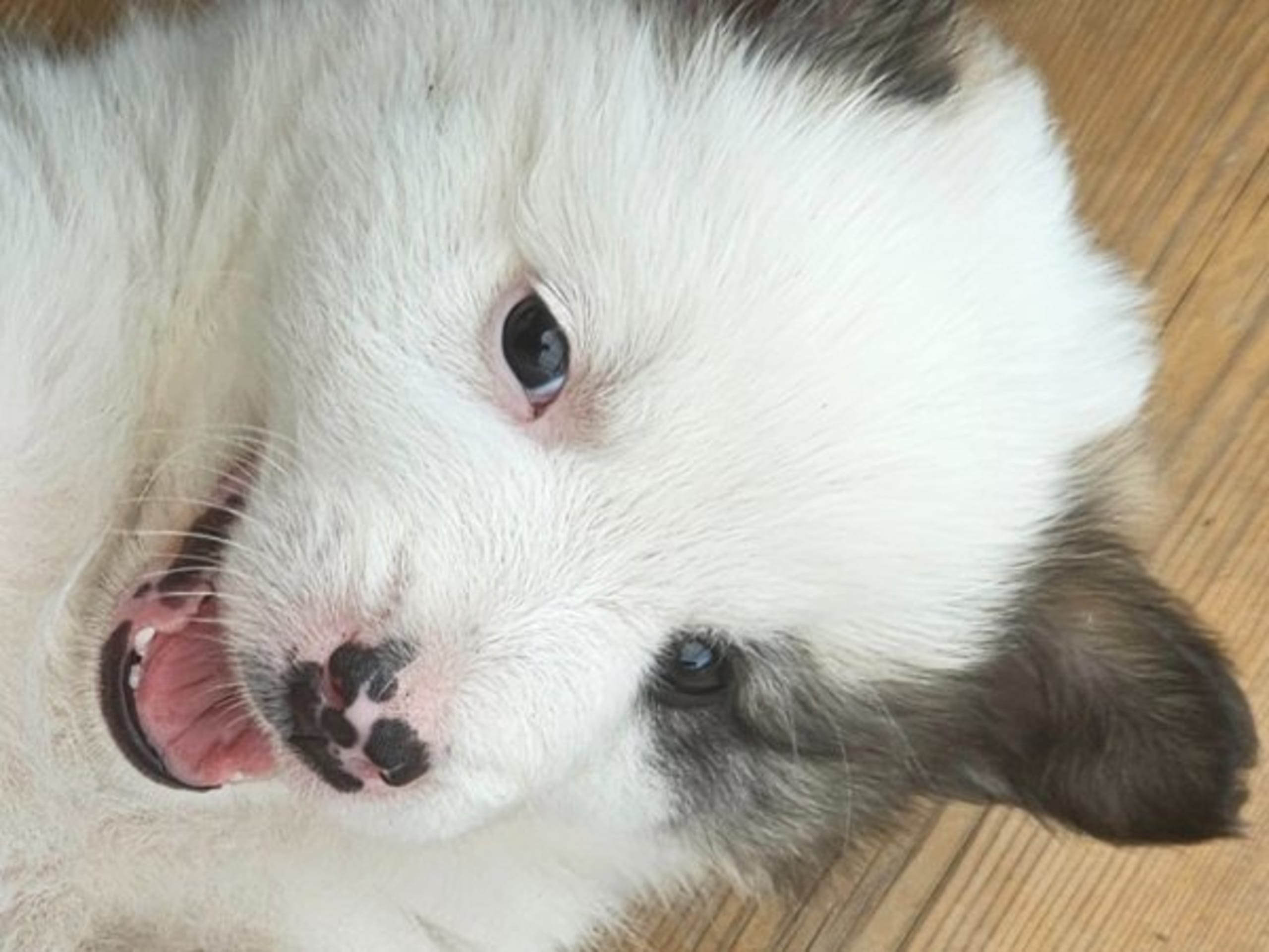 Icelandic Sheepdog · Grillby · Team Marmic Dreams