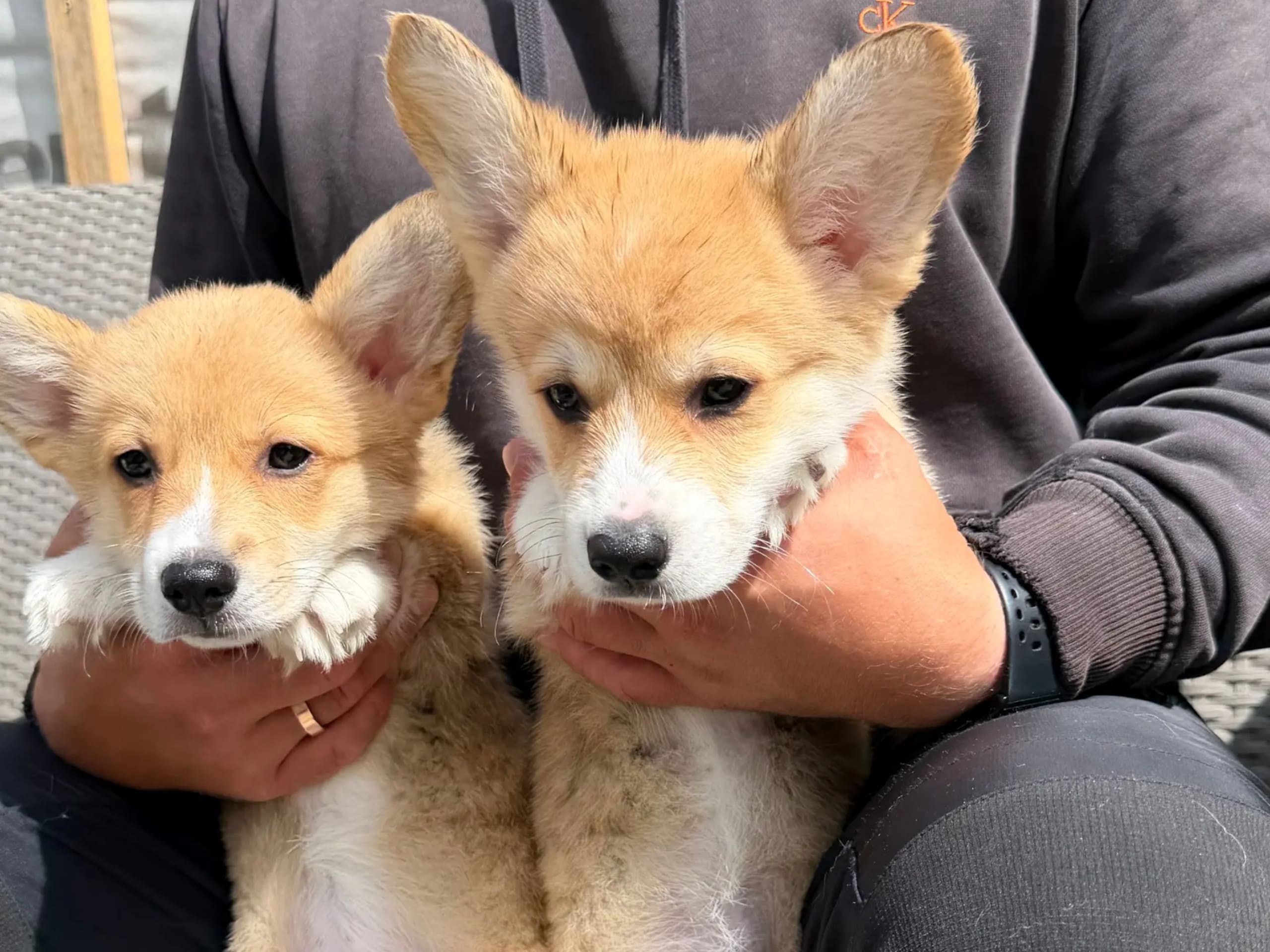Welsh corgi pembroke · Gjerdrum · Hallo My Dog