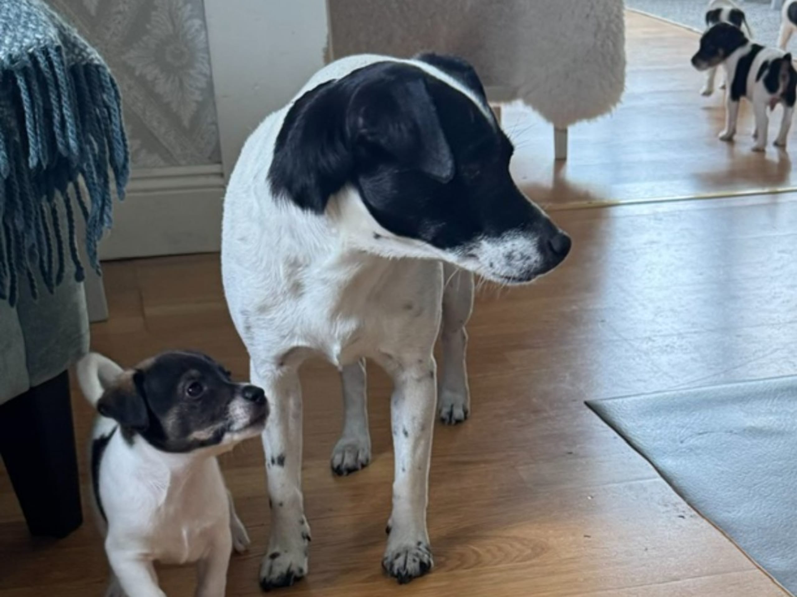 Danish Swedish Farmdog · Rånäs · Navarras