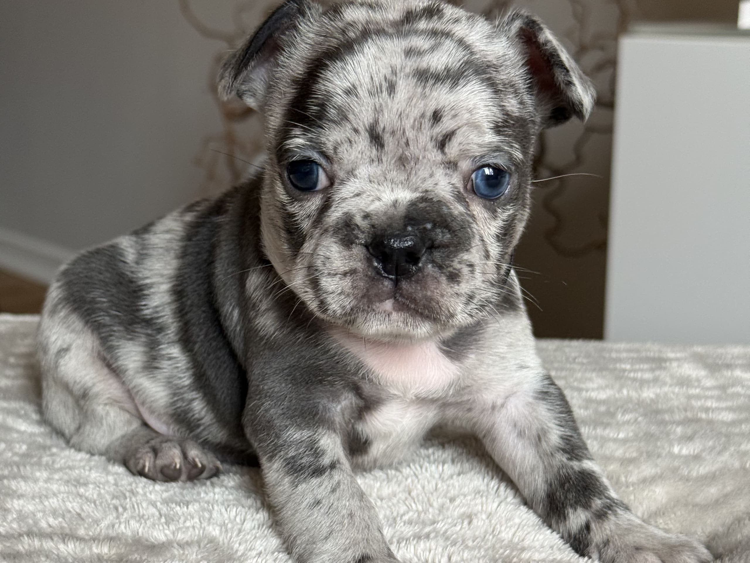 Fransk bulldogg · Malmö · Tracy D.