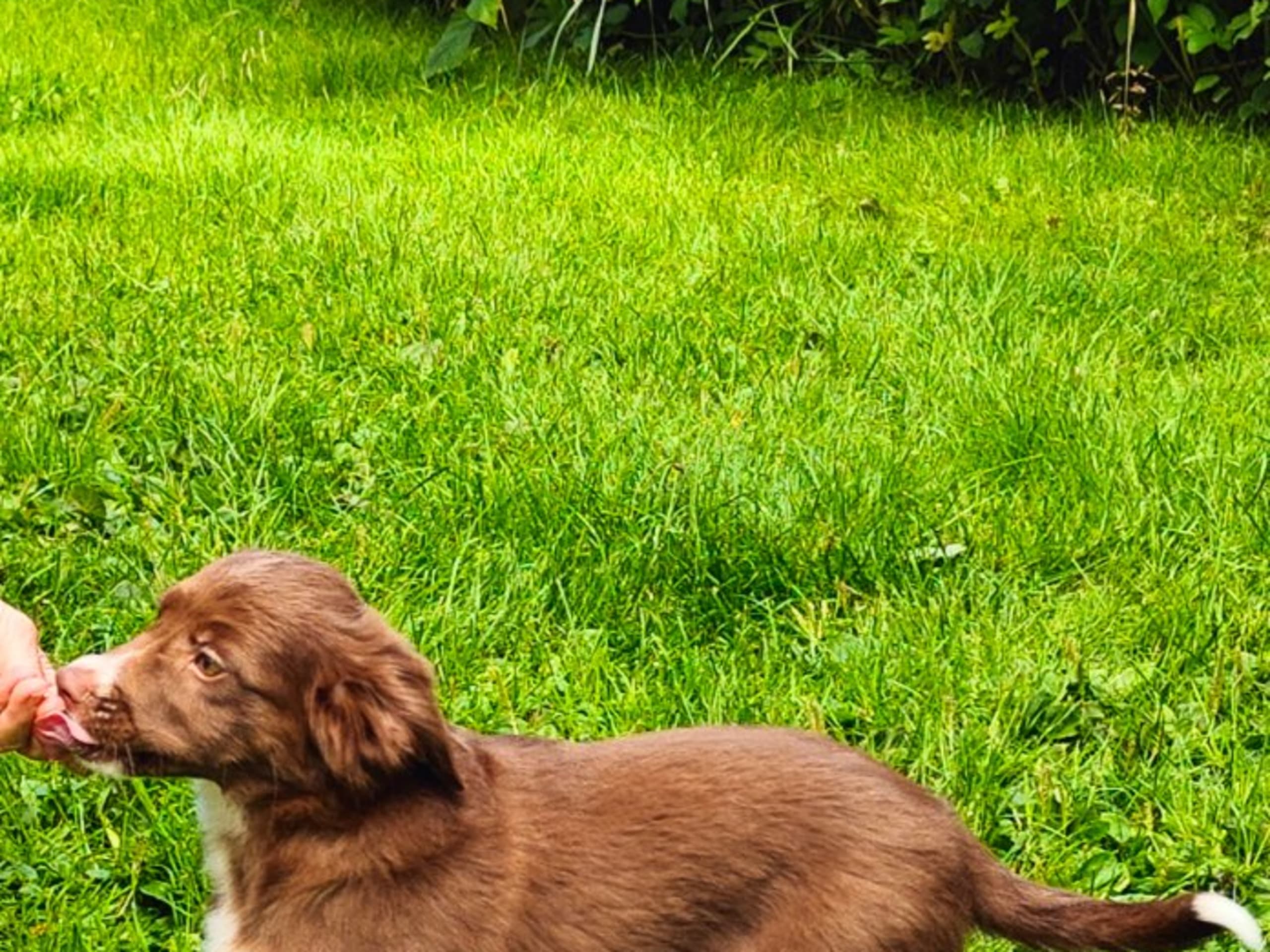 Miniature american shepherd · Skepplanda · Sagolika Mas