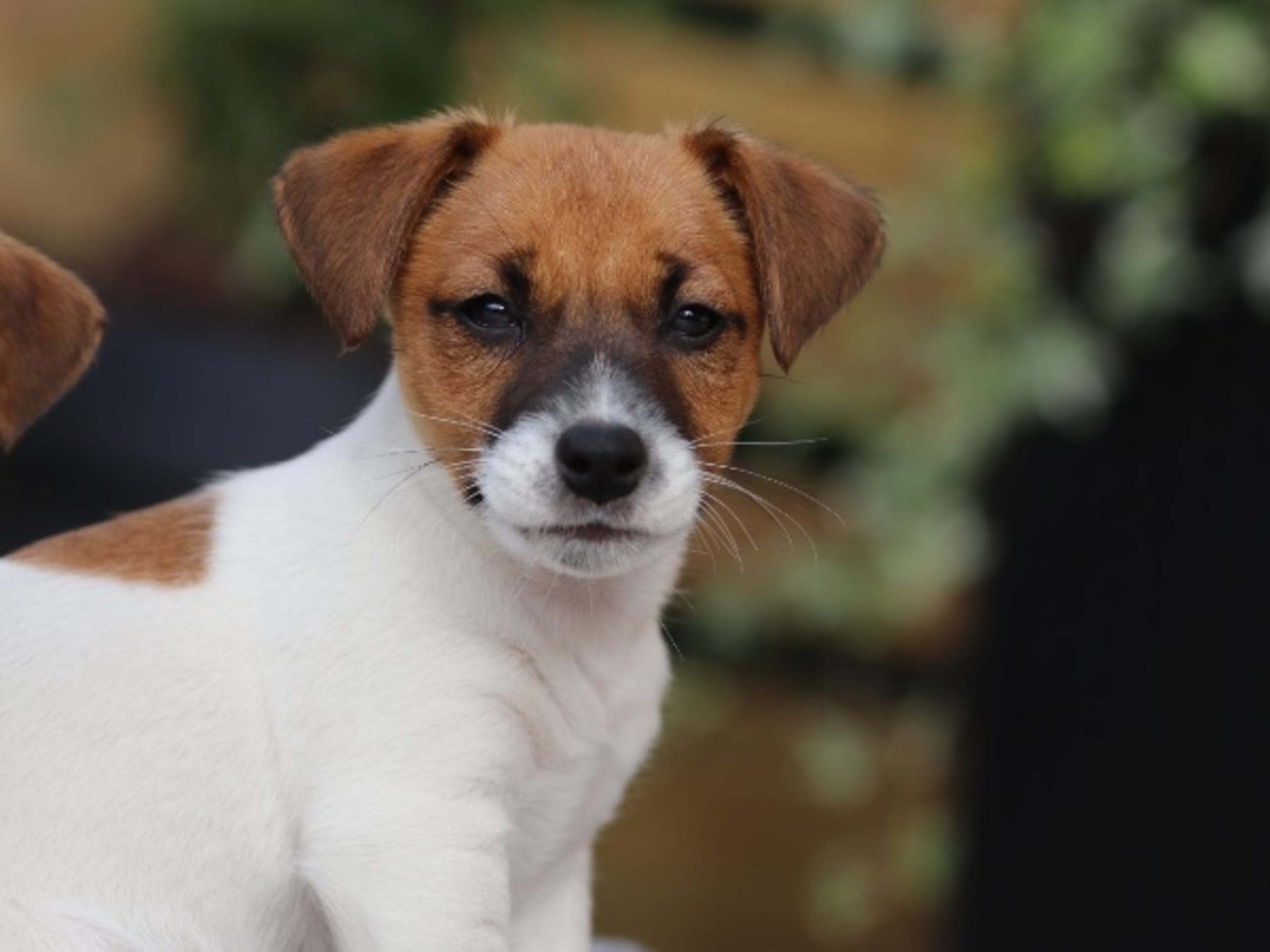 Jack russell terrier