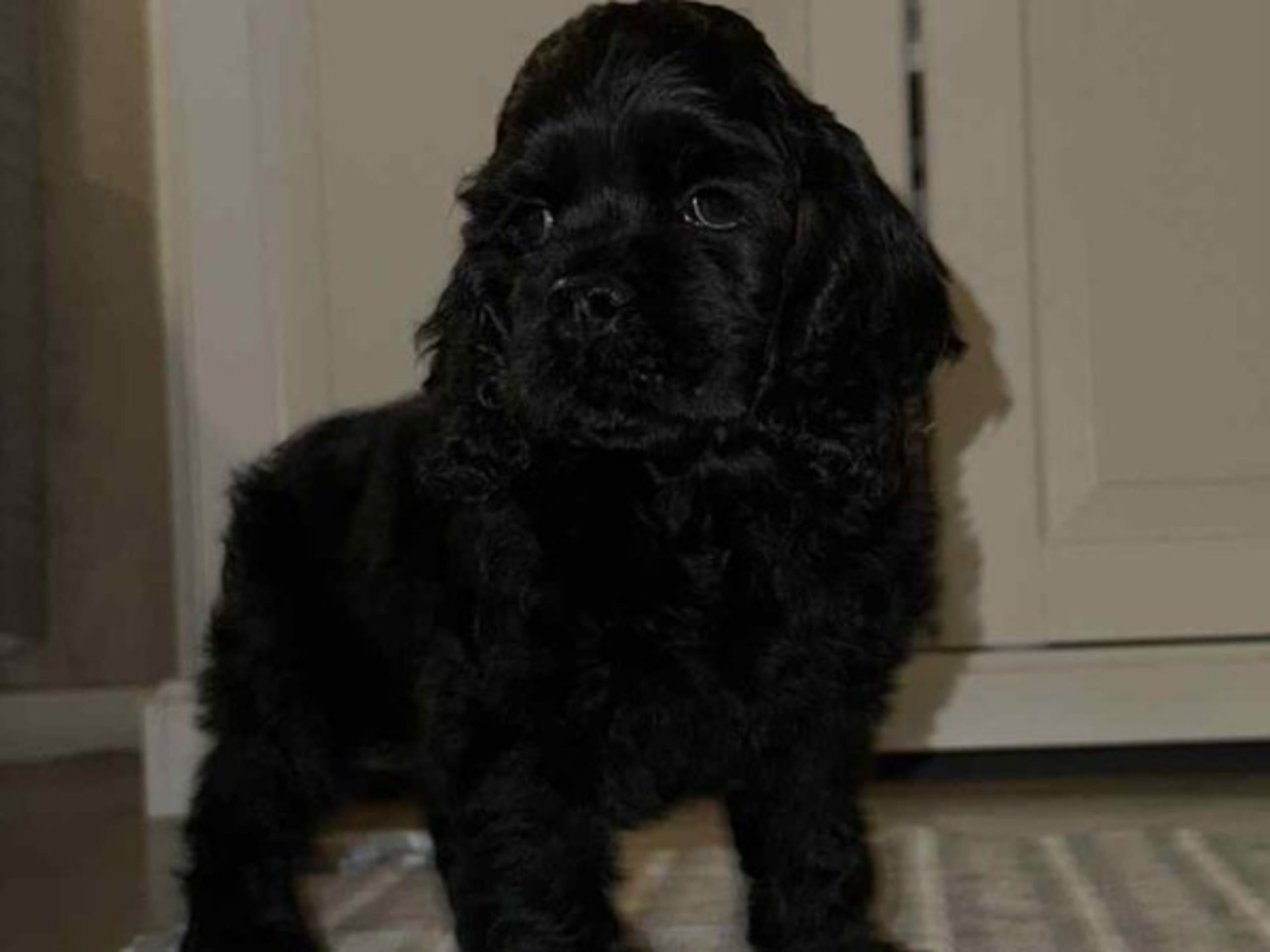 American Cocker Spaniel · Malungsfors · Casadis