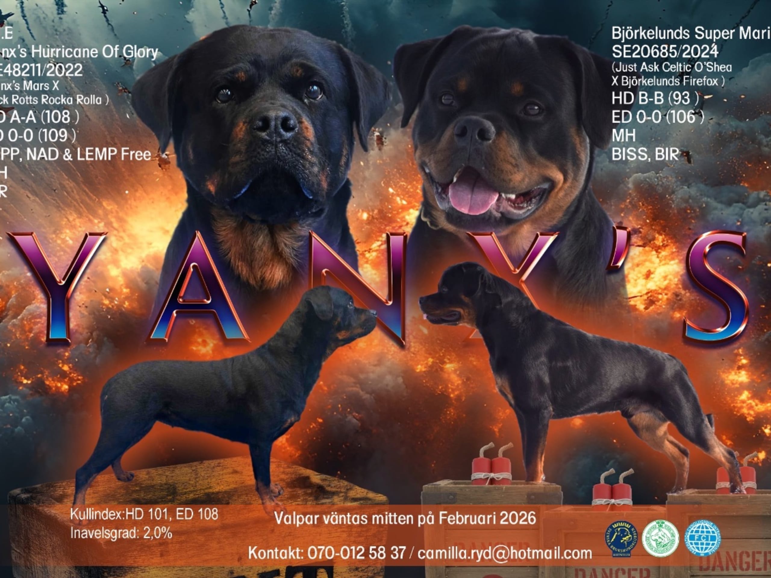 Rottweiler · Fjärdhundra · Yanx’s