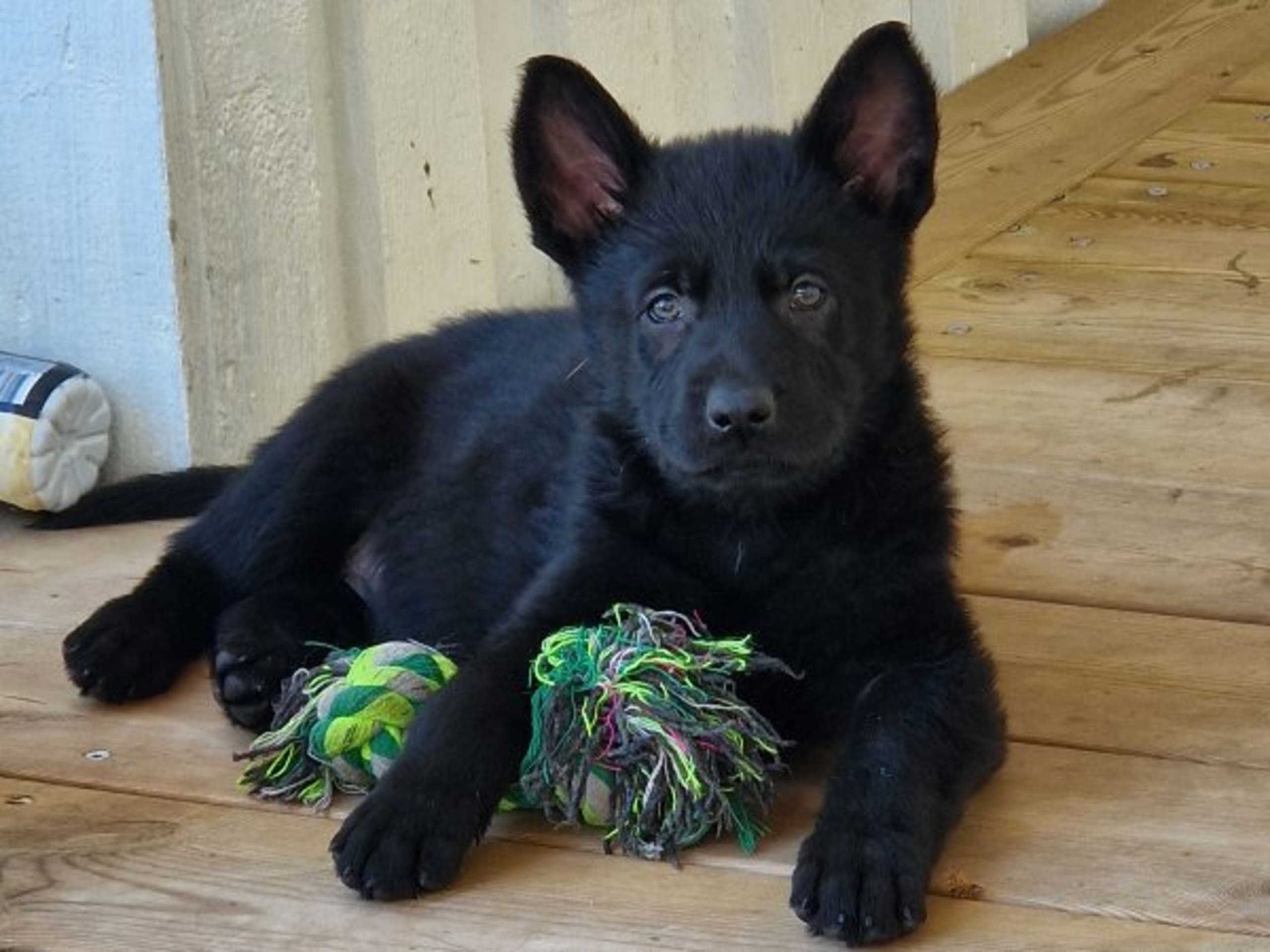 Tysk Schäferhund · Motala · Wezenhof's Kennel