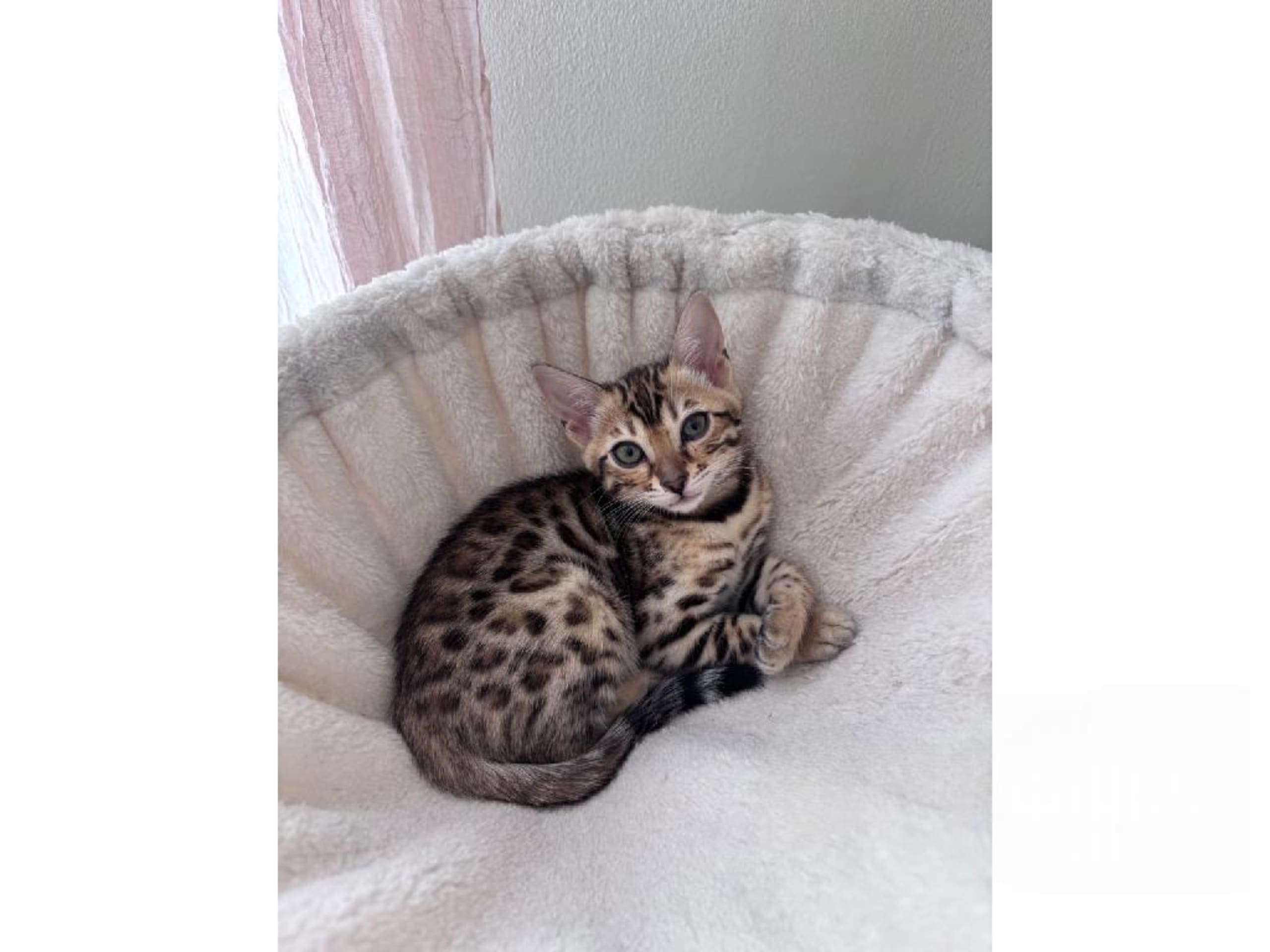 Bengal · Grästorp · SE*Pawspots