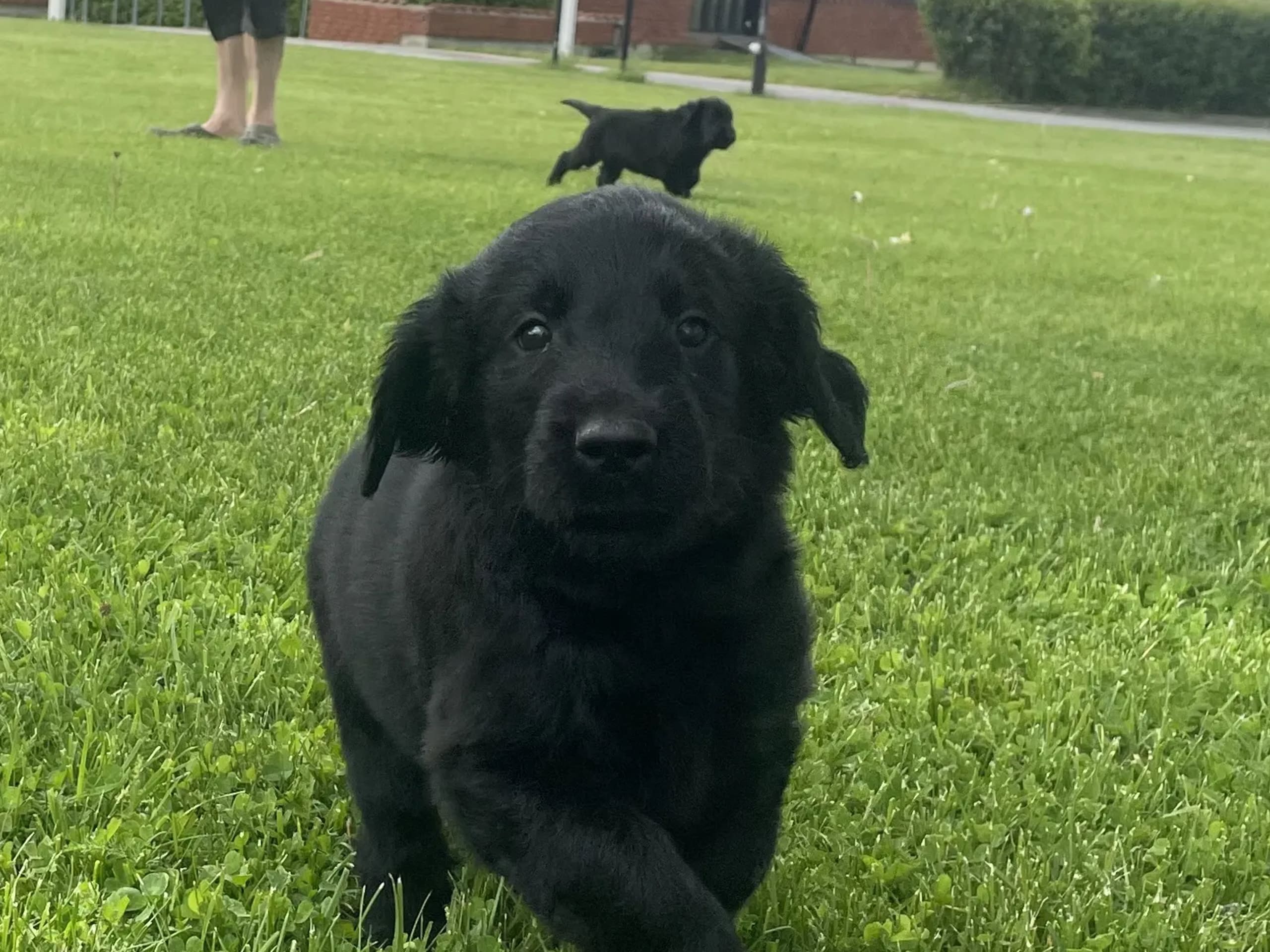 Flat coated retriever · Våler i Østfold · Flatfriends