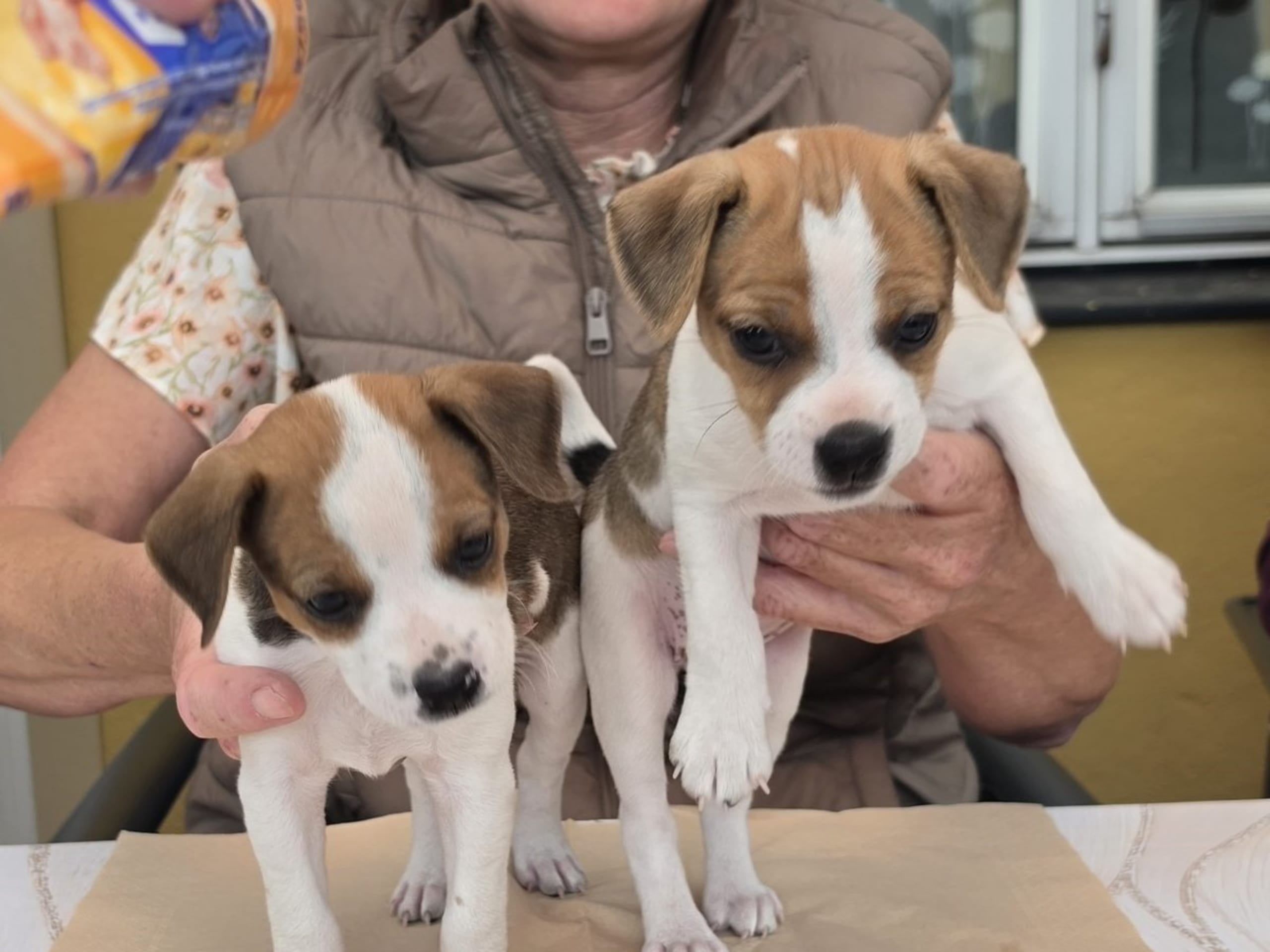 Dansk-svensk gårdhund · Hörby · Sniberups