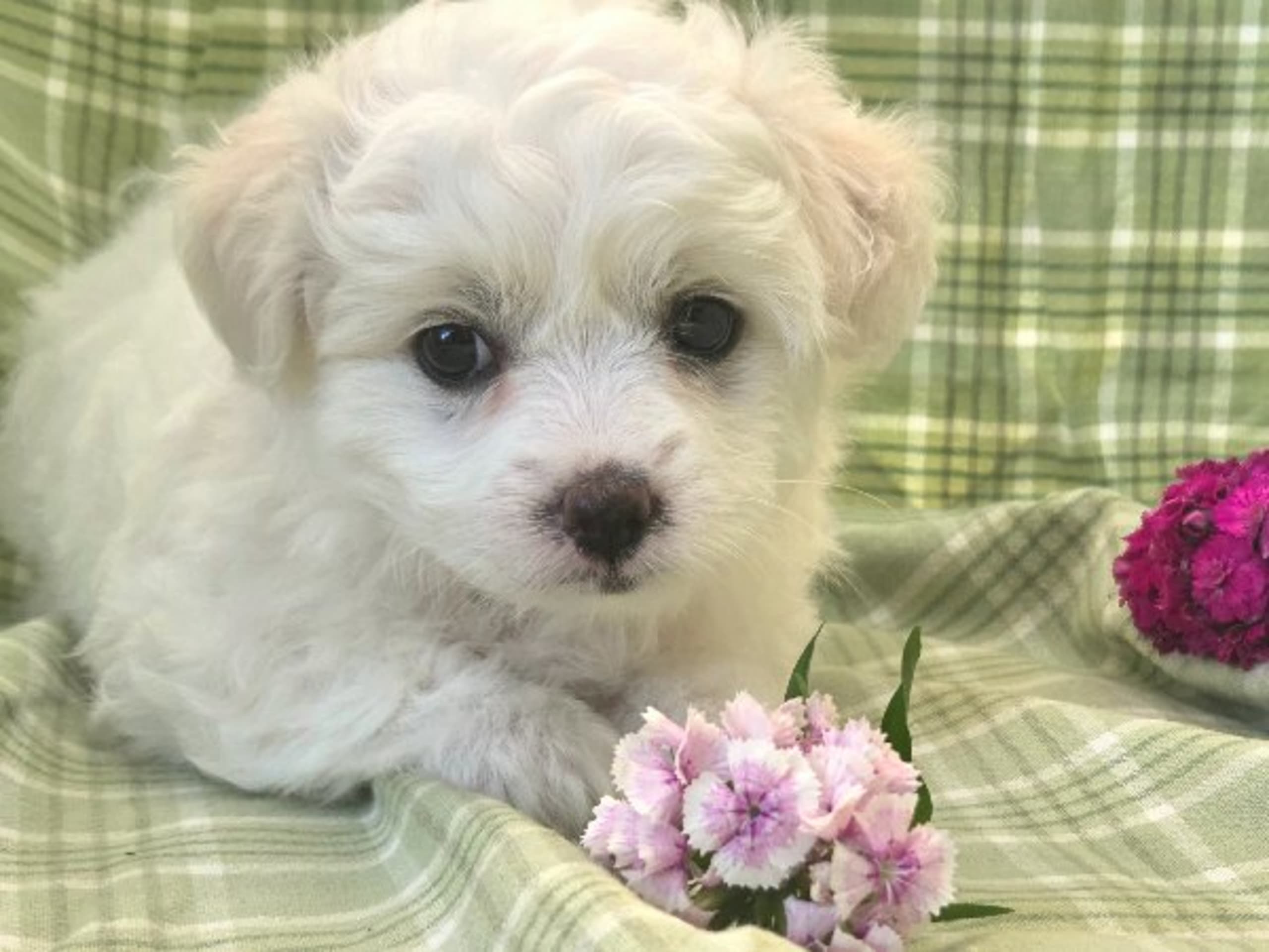 Coton de tulear · Lammhult · Cottelyckans