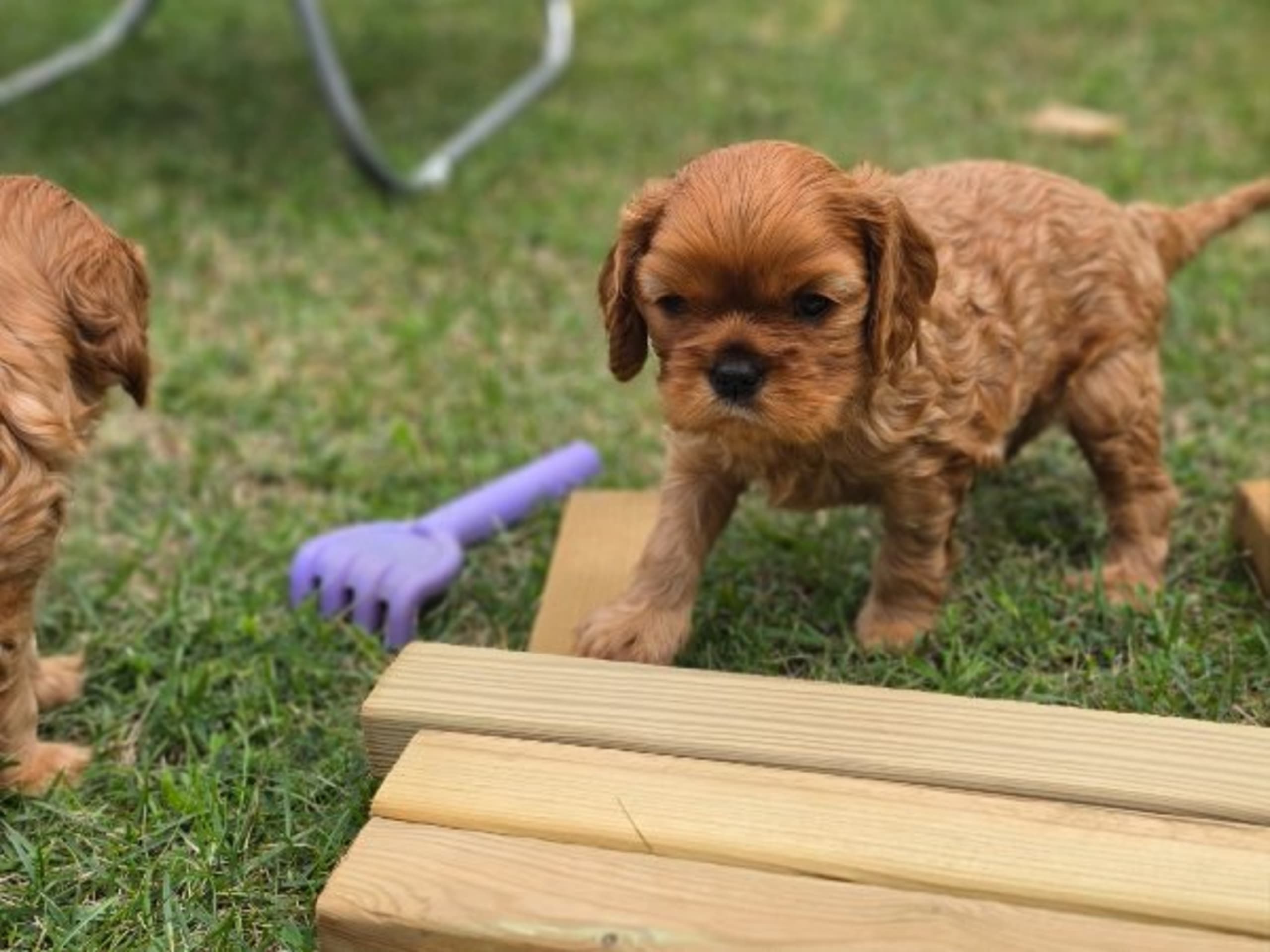 Cavalier king charles spaniel