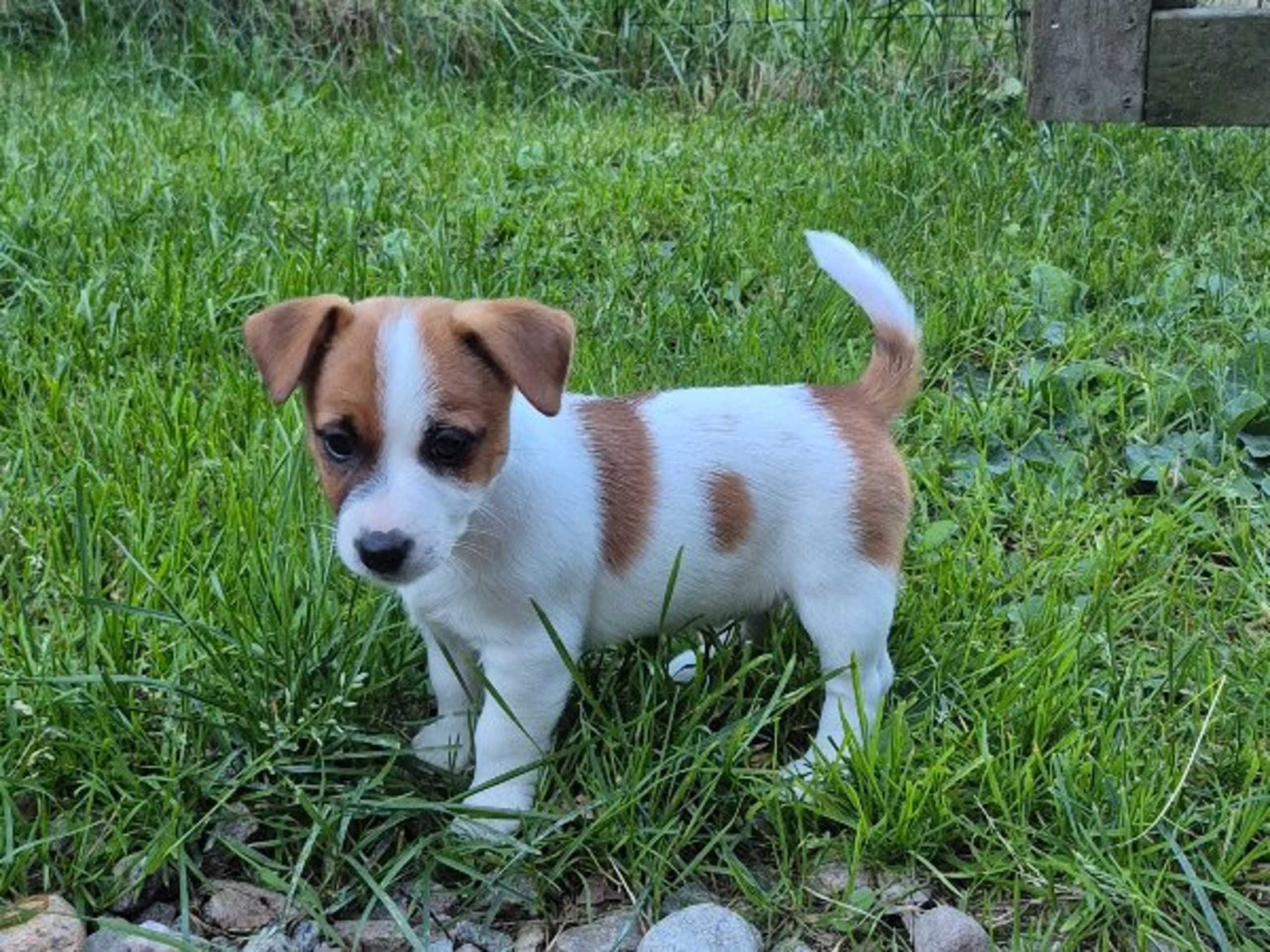 Jack russell terrier · Svenshögen · Sheridog
