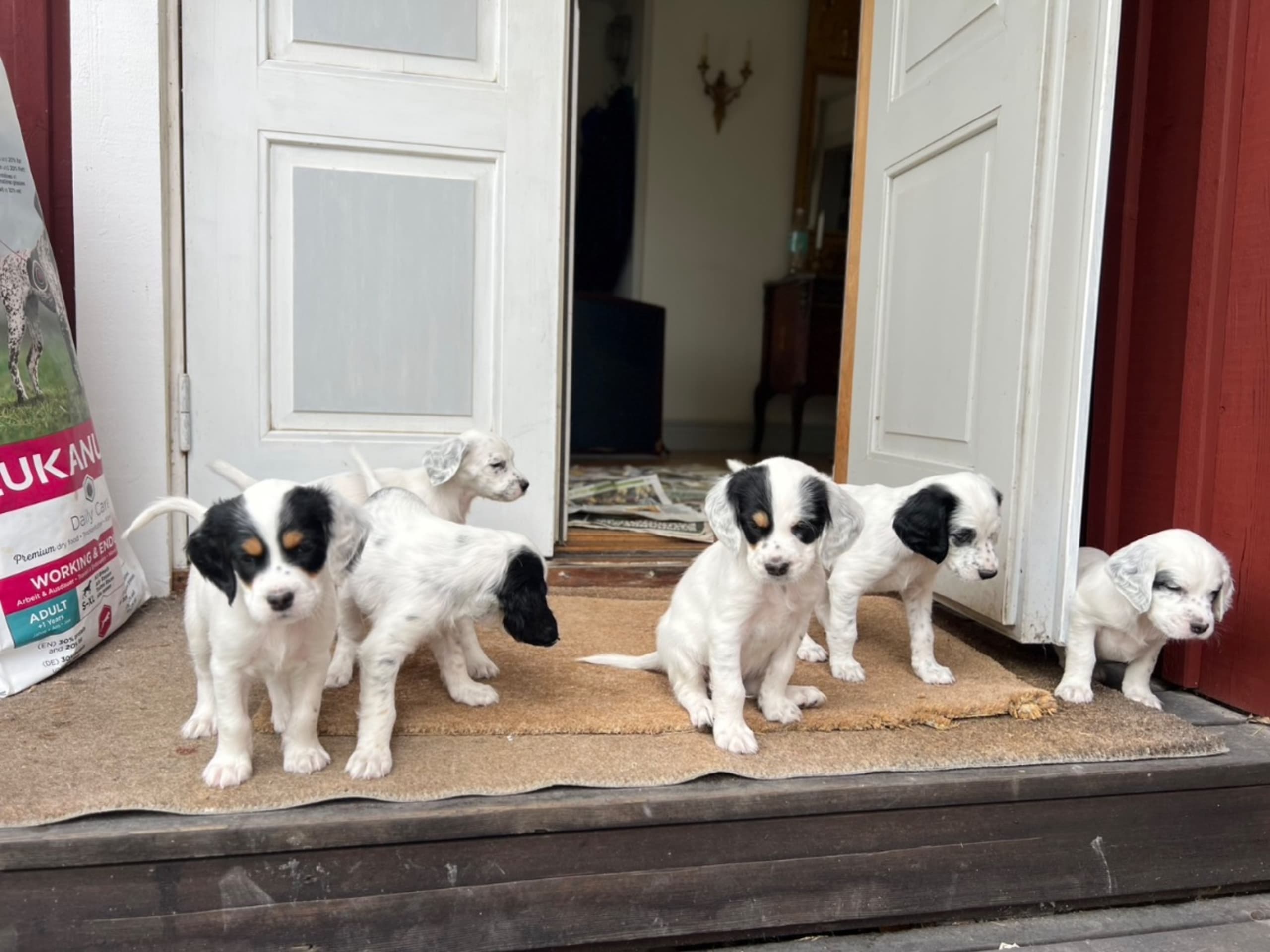 English Setter · Gnesta · Peter Af Uhr