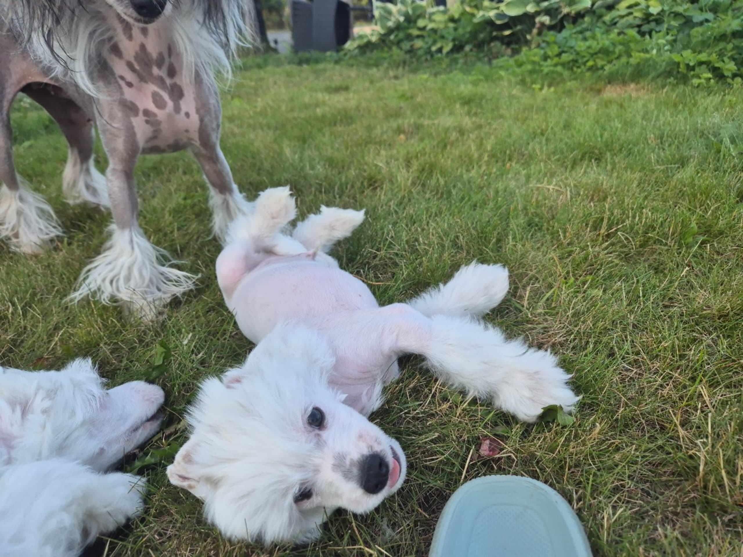 Chinese Crested Dog · Aneby · Sagolis