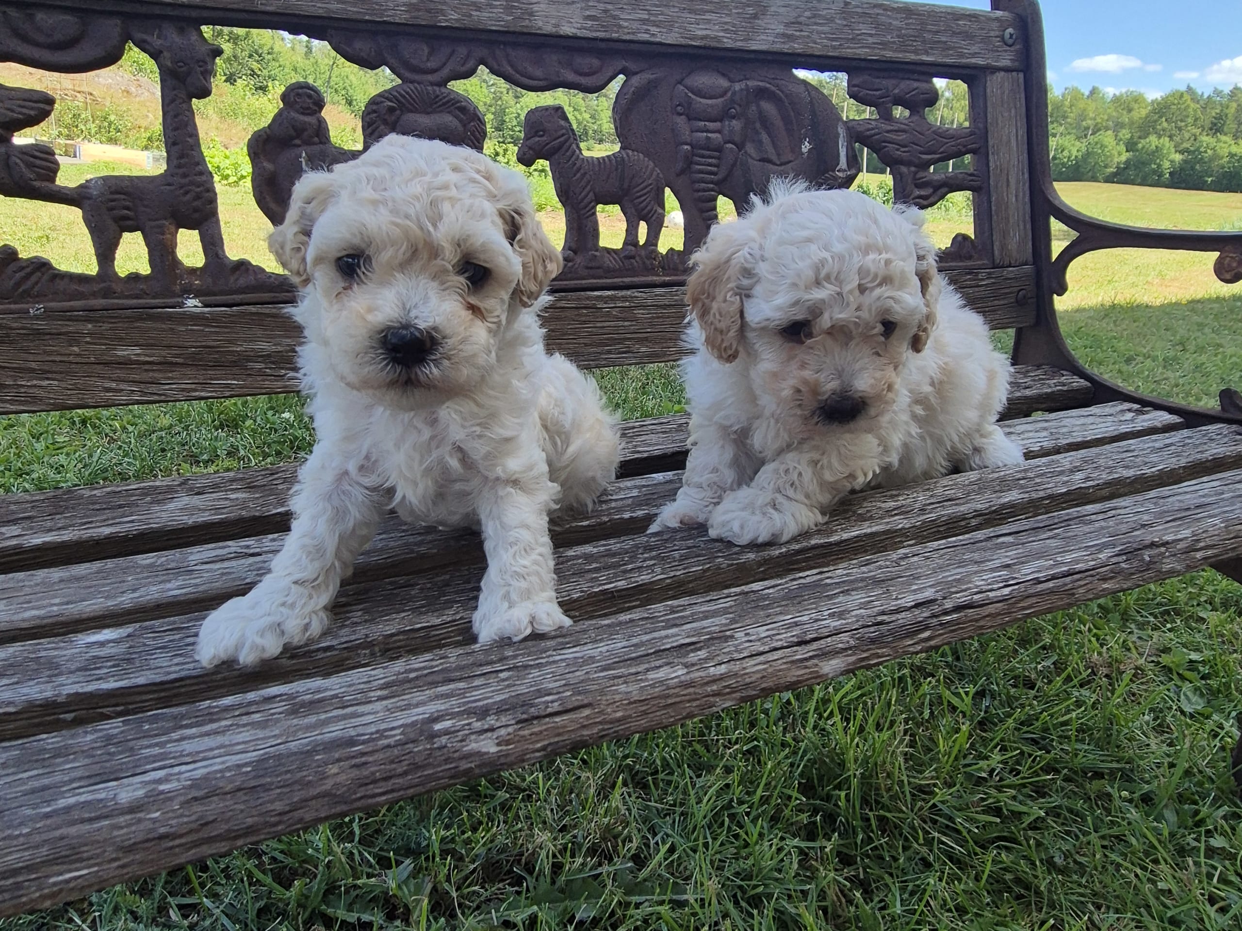 Maltipoo · Hässleholm · Daniela K.
