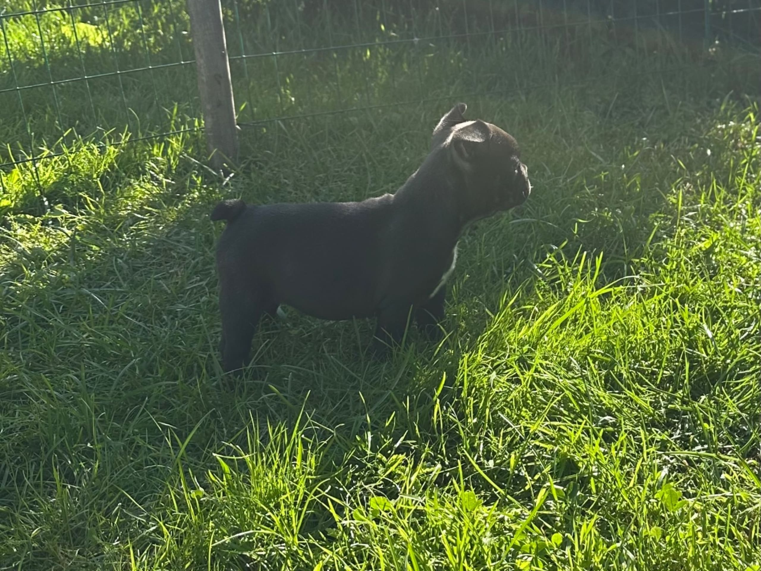 Fransk bulldogg · Kvicksund · Frideborgs
