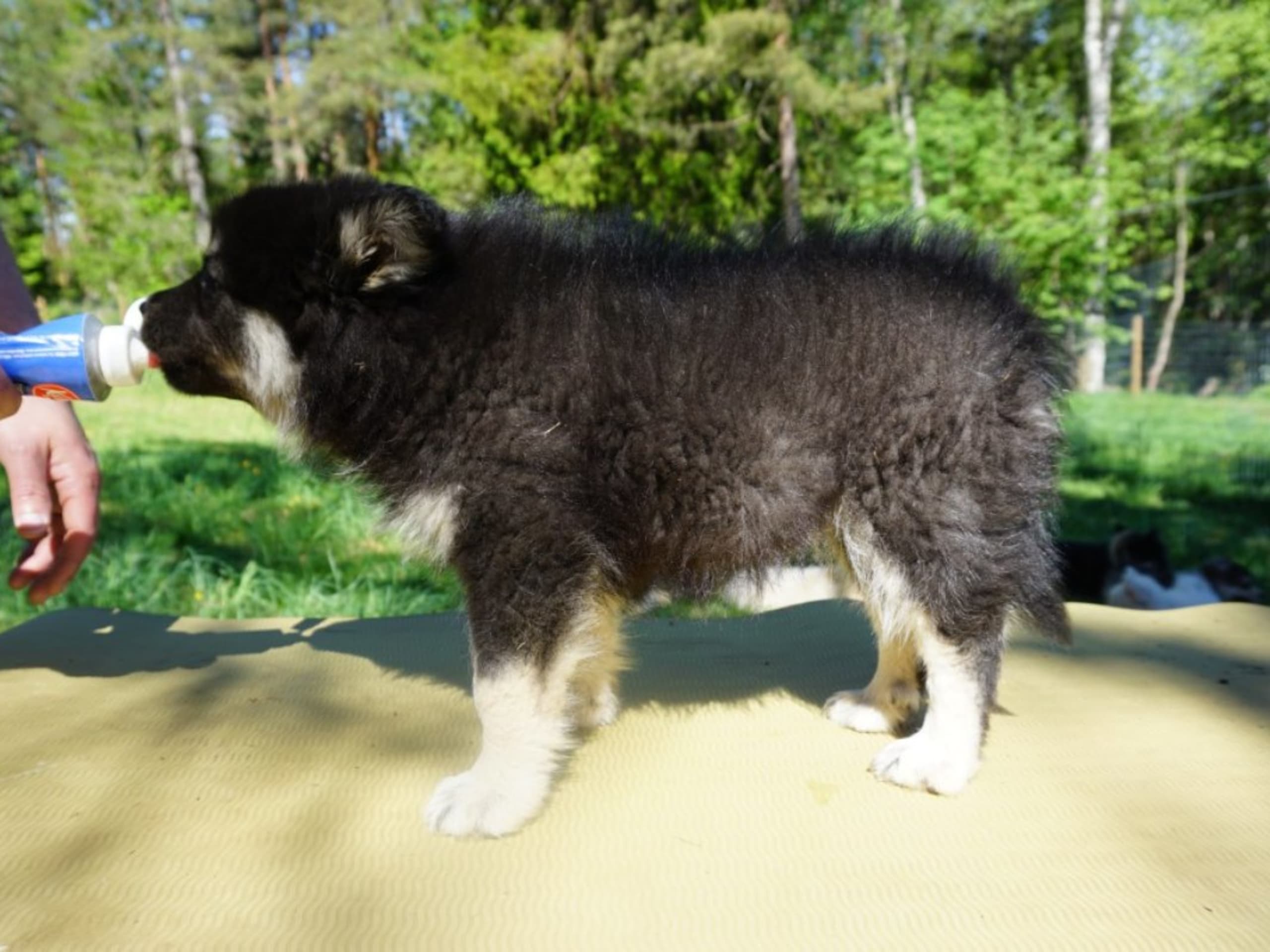 Finnish Lapphund · Uppsala · Vita Nattens