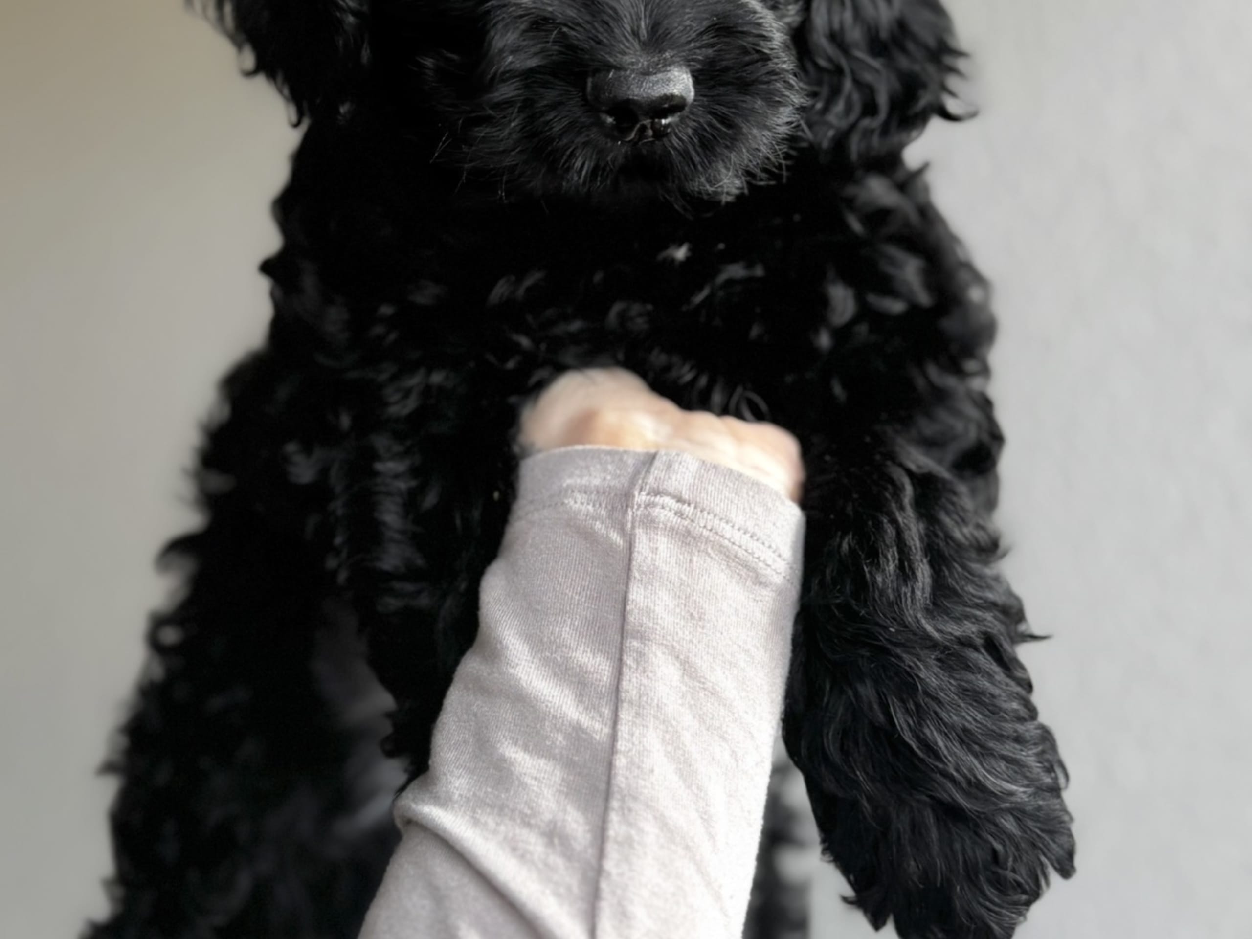Royalcockerpoo
