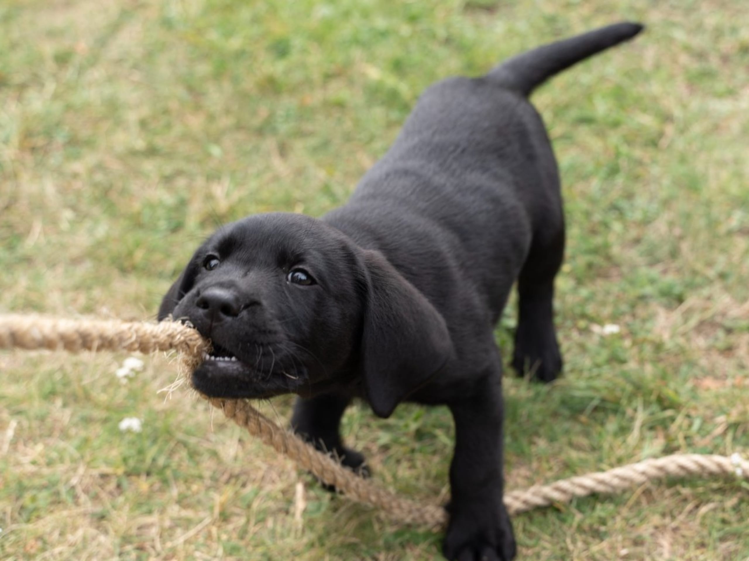 Labrador retriever