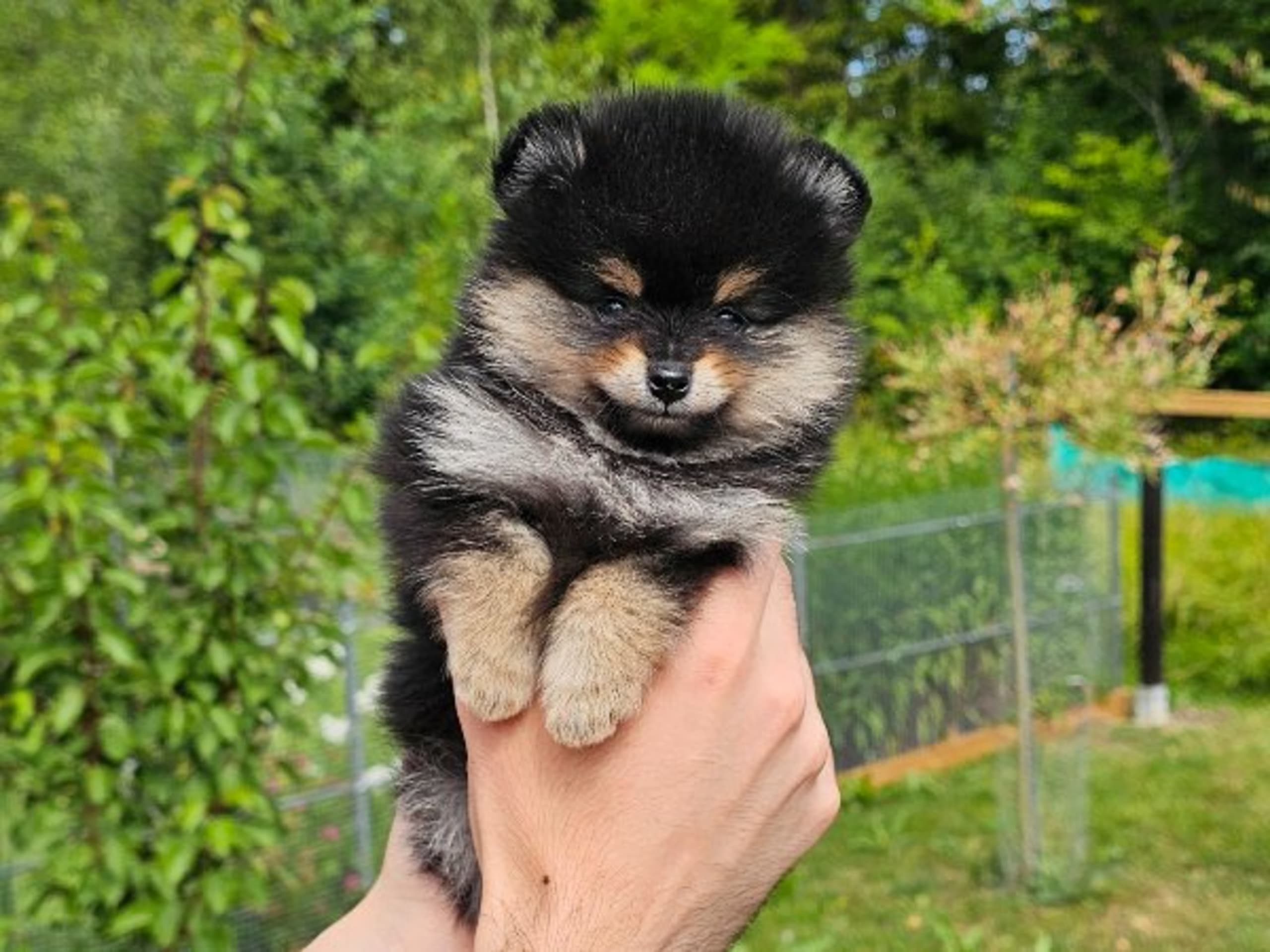 Pomeranian · Enköping · Pomsik Rakaaig