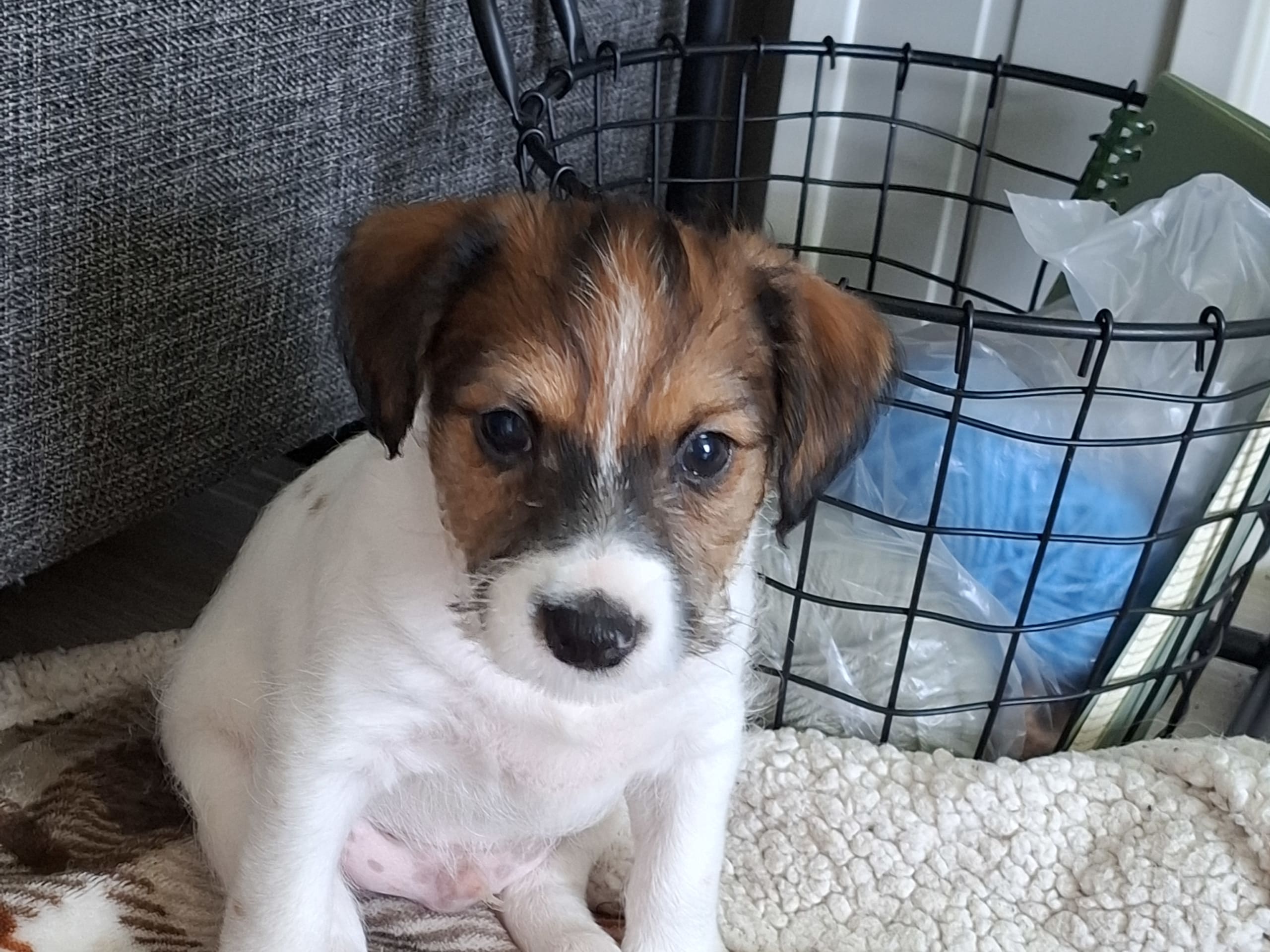 Jack russell terrier · Bjarkøy · Marita M.